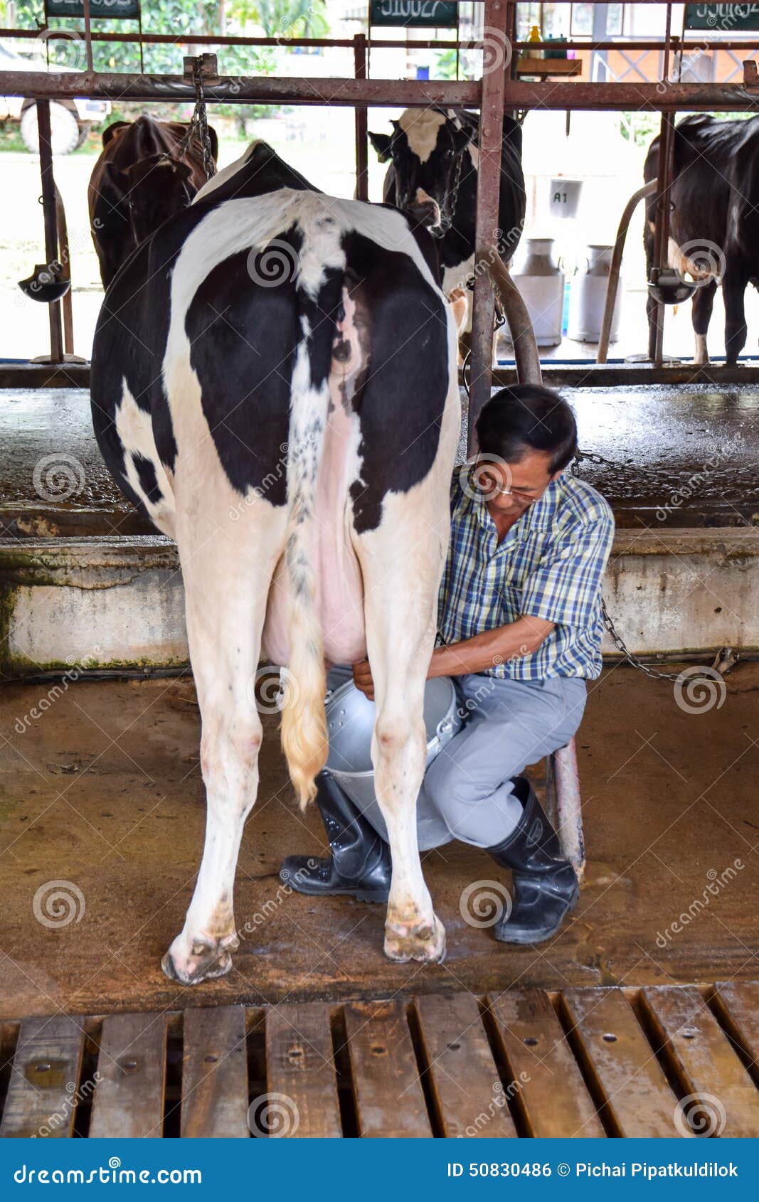Men Milking Women