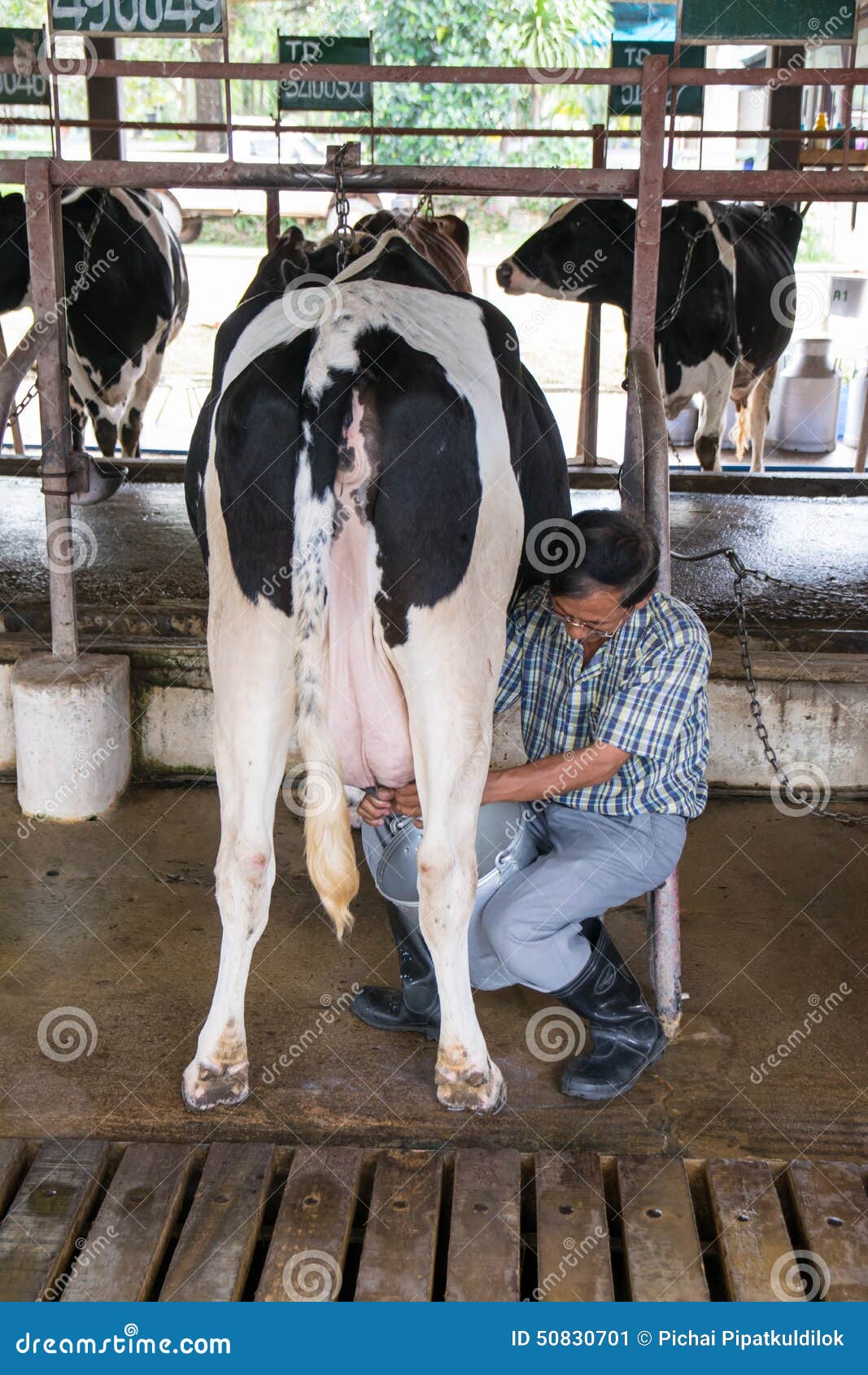 Корова не очистилась. Корова и человек. Ферма коров с людьми. Корова с человеческий рост. Корова и человек стоят.