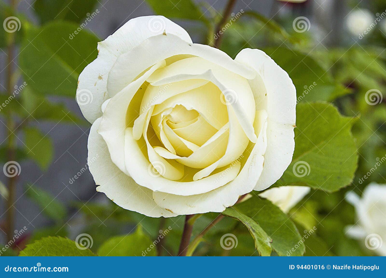 Metalen bloem ''Grote witte roos'' Tbw0871pr107 | Metalen bloemen voor  buiten | Tuinbeelden Winkel