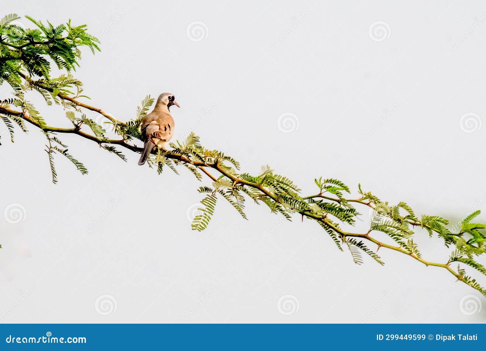 Namaqua Dove a Migratory Bird Stock Image Image of branch