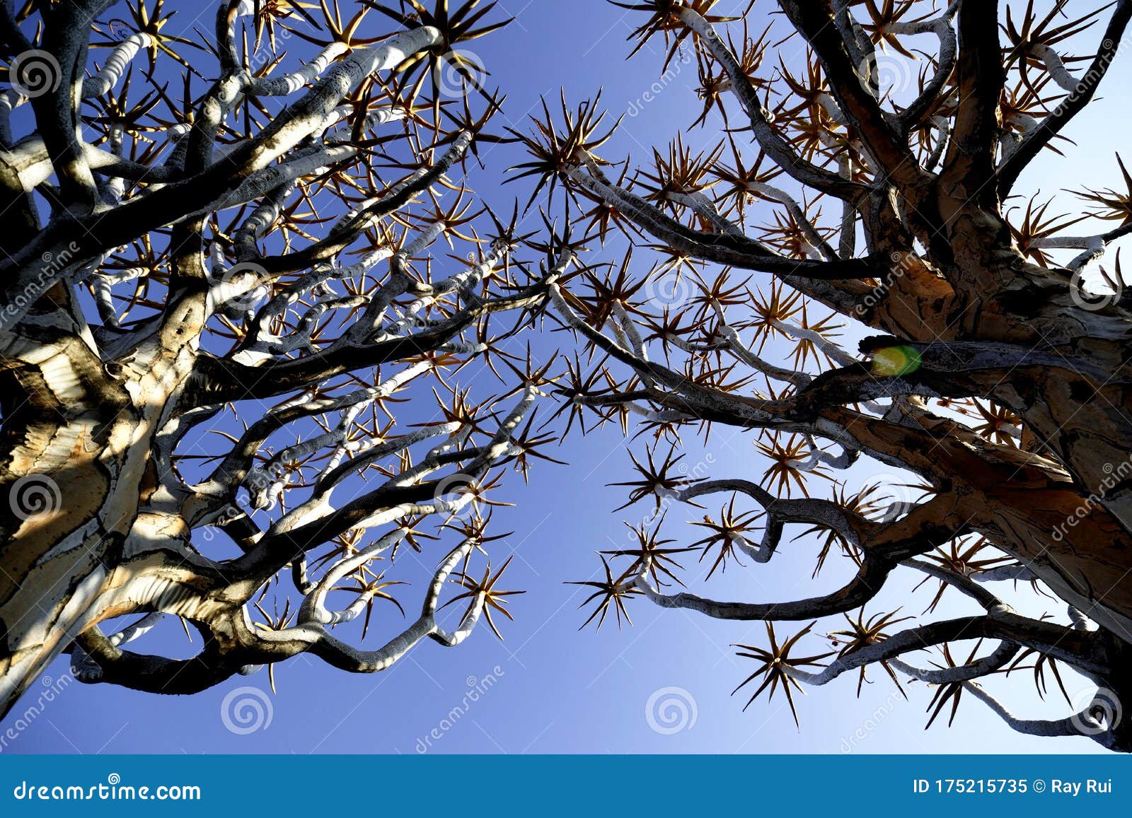 quiver tree forest reserve