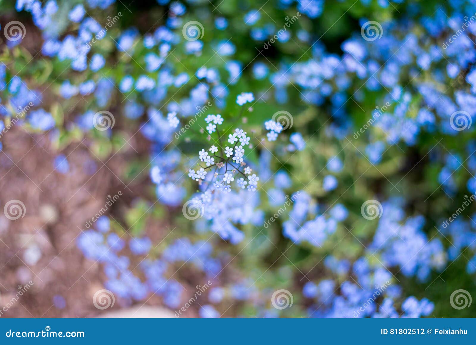 Name Unknown Flowers on the Road Side in Spring Stock Photo Image of