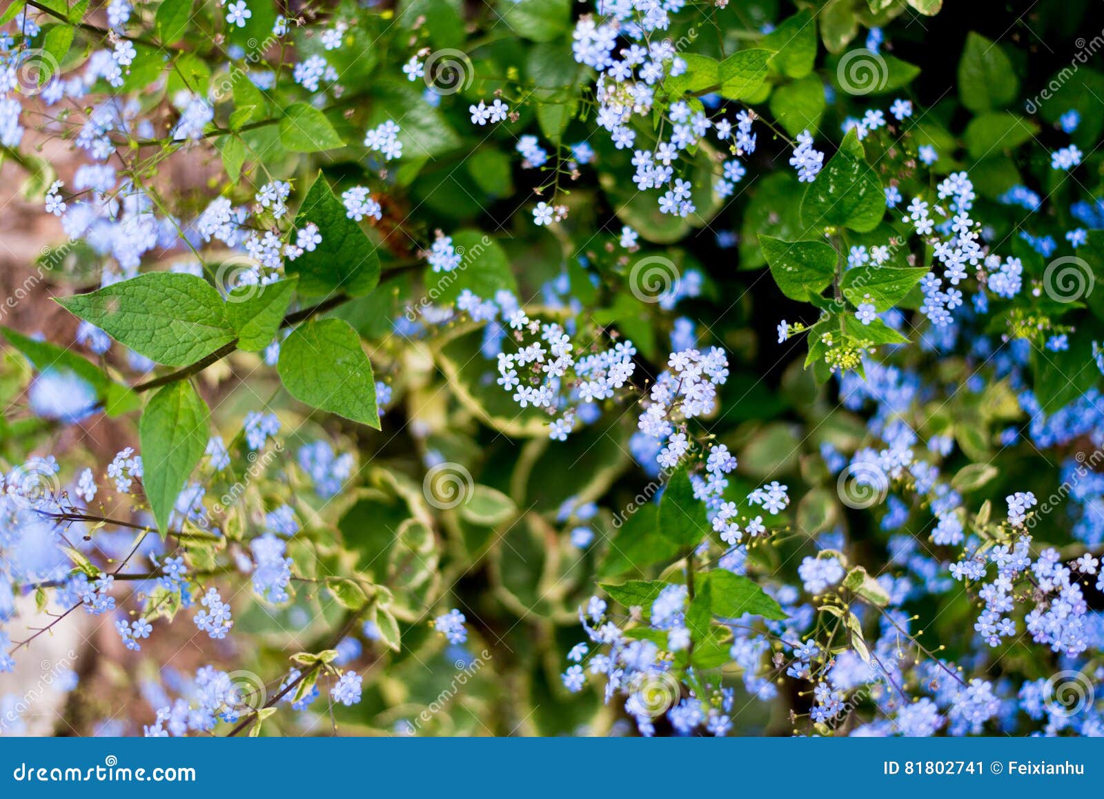 Name Unknown Flowers on the Road Side in Spring Stock Image Image of