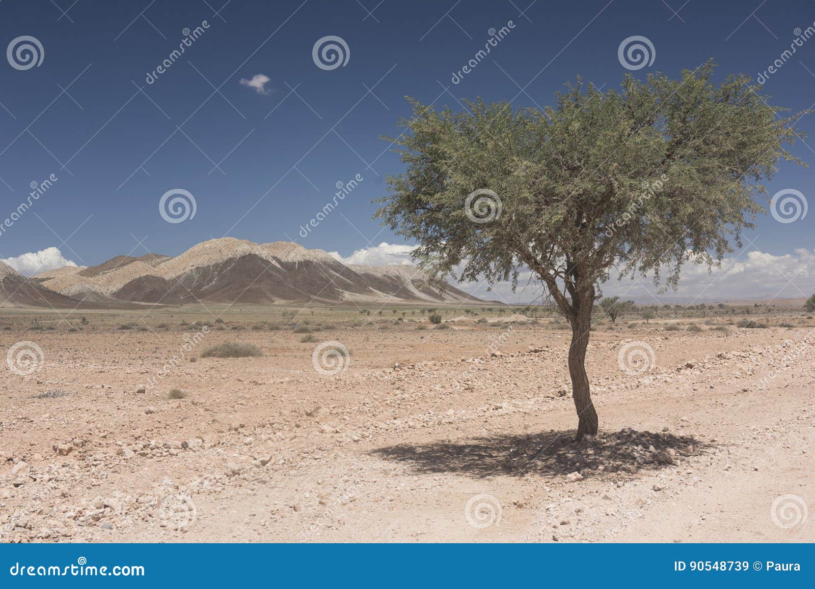 namib desert - lonely tree, africa