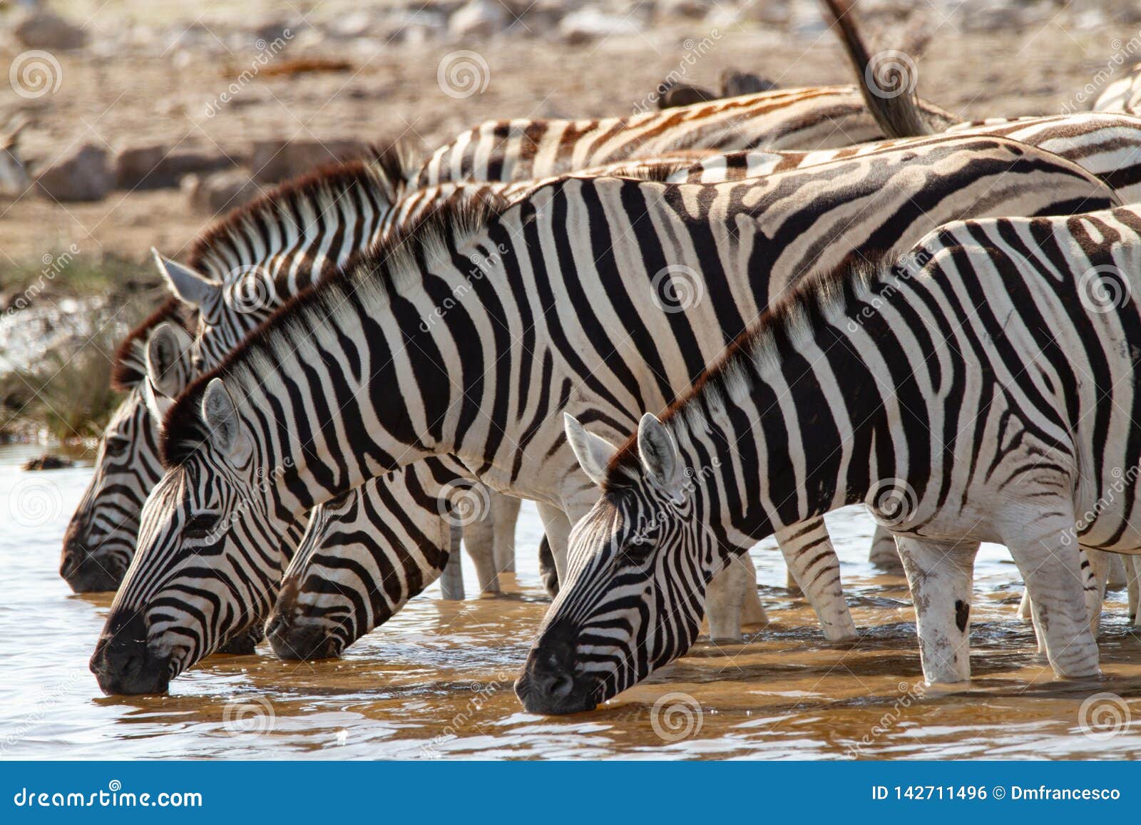 african mammal zebras deserts and nature in national parks