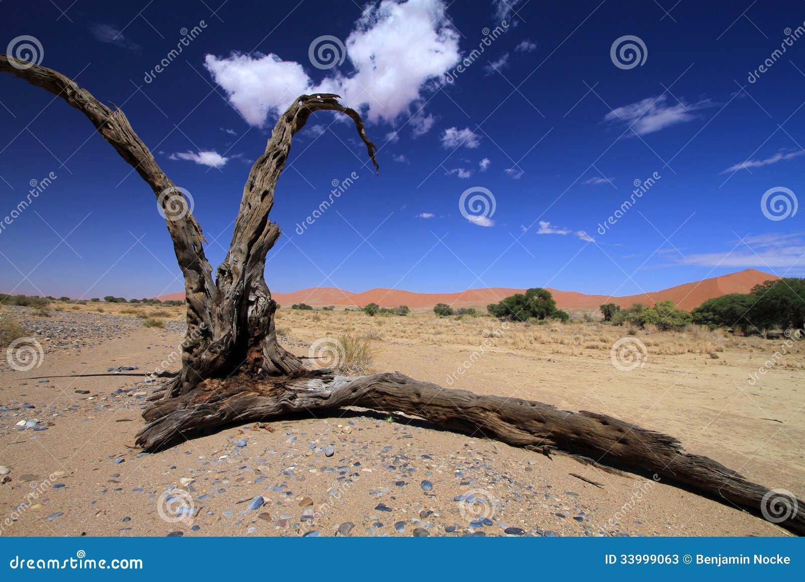 Namibia Wüste Namib stock image. Image of baum, wafrac14 33999063