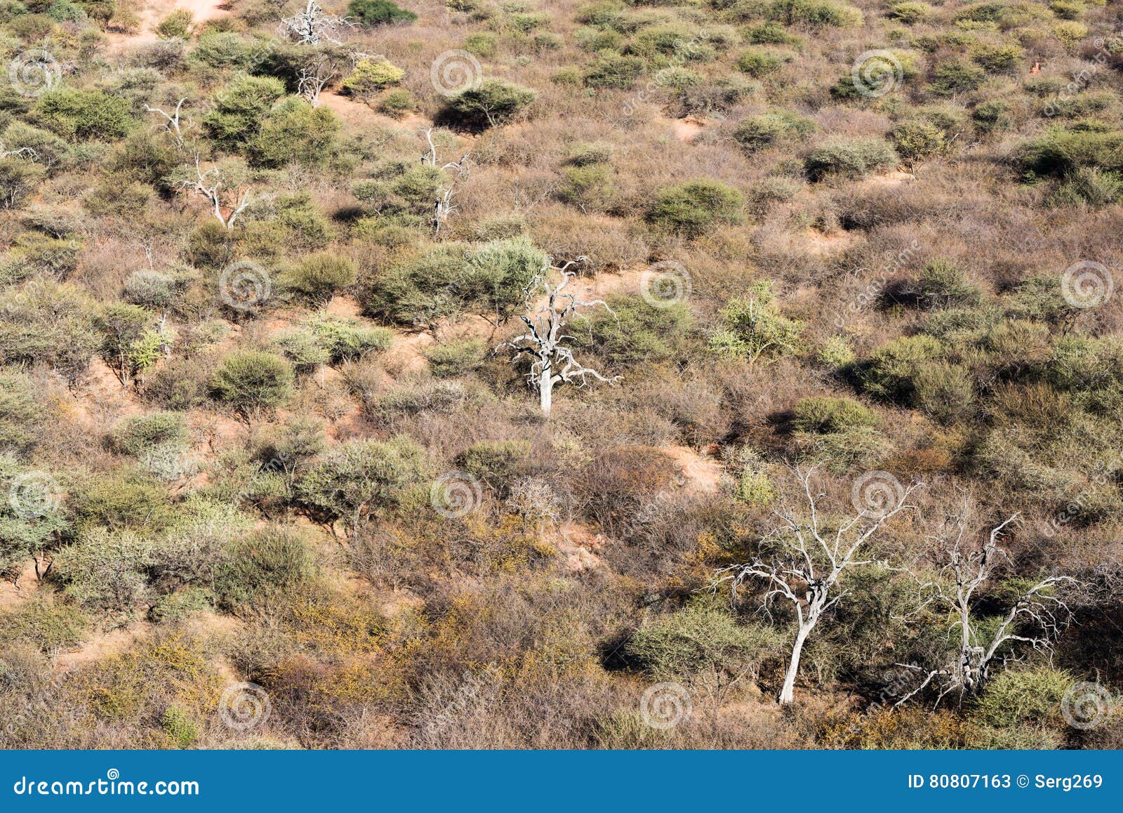 namibian savanna woodlands view from the top of waterberg plateau
