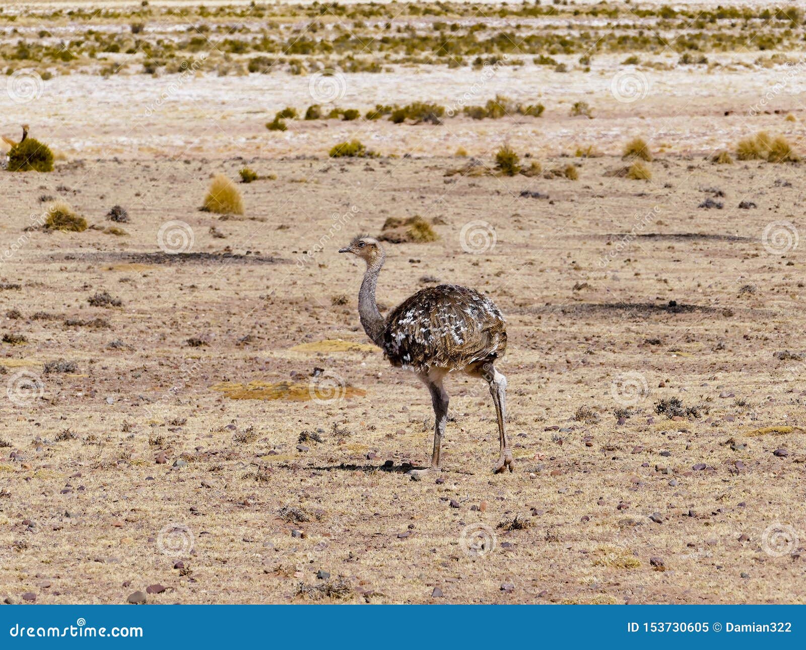 nandu de magallanes rhea pennata - ostrich in eduardo avaroa andean national wildlife reserve