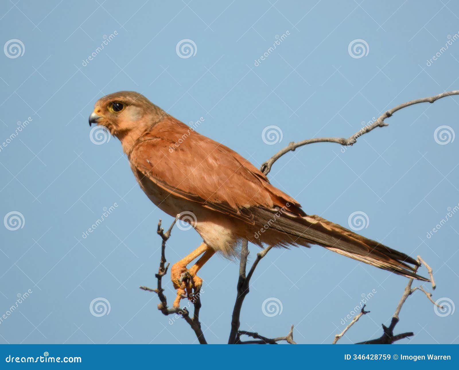 nankeen kestrel (falco cenchroides) in australia