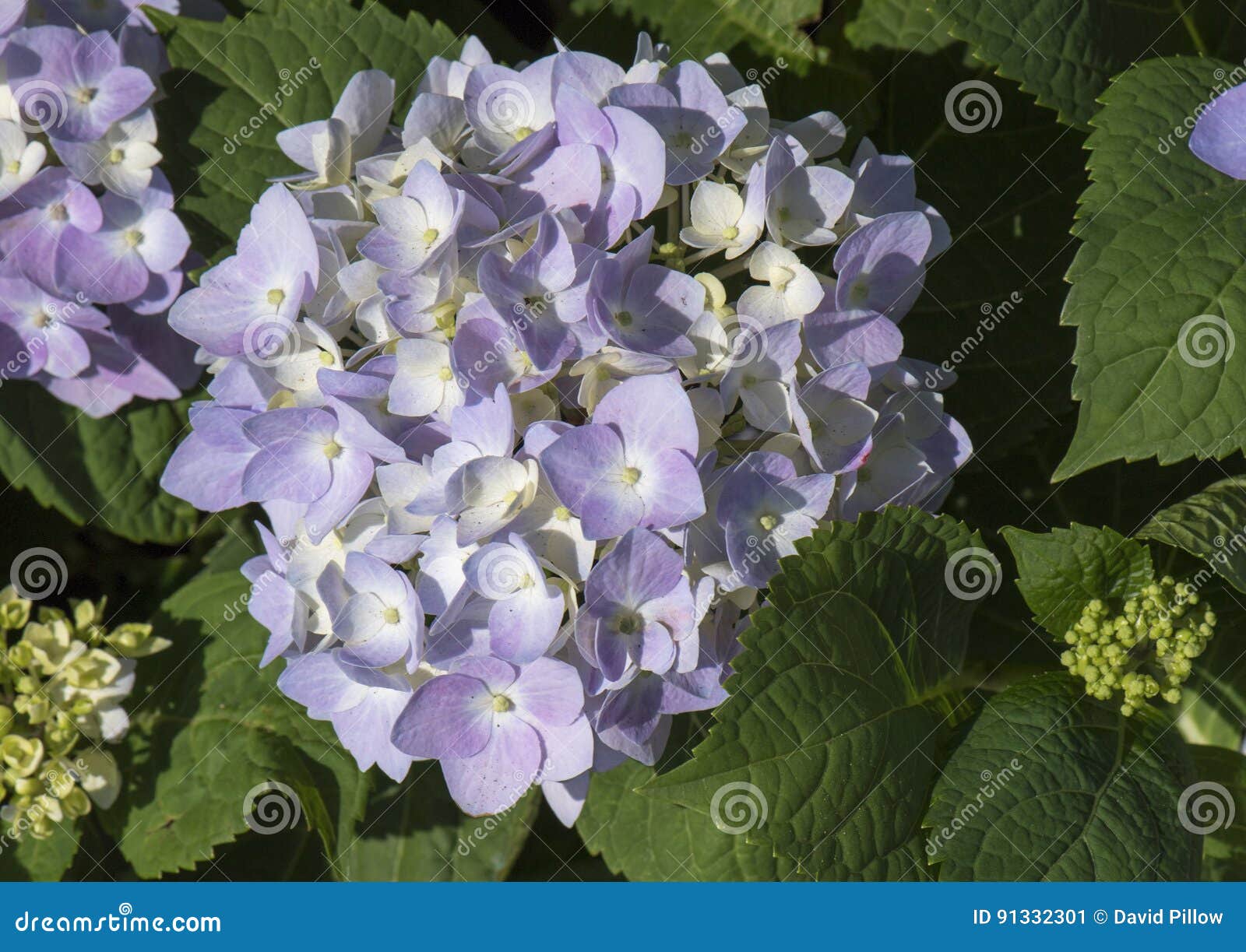 nantucket blue mophead hydrangea