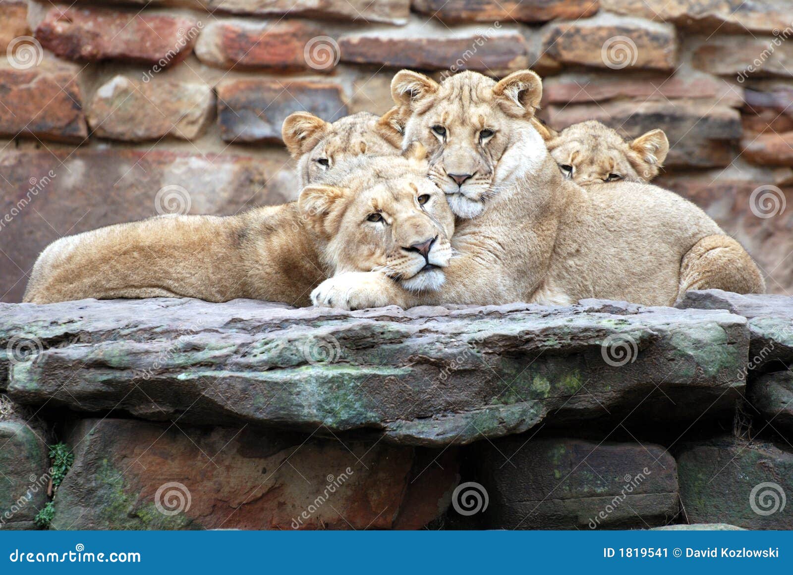 Nap Time stock image. Image of cubs, exotic, lions, lion 1819541