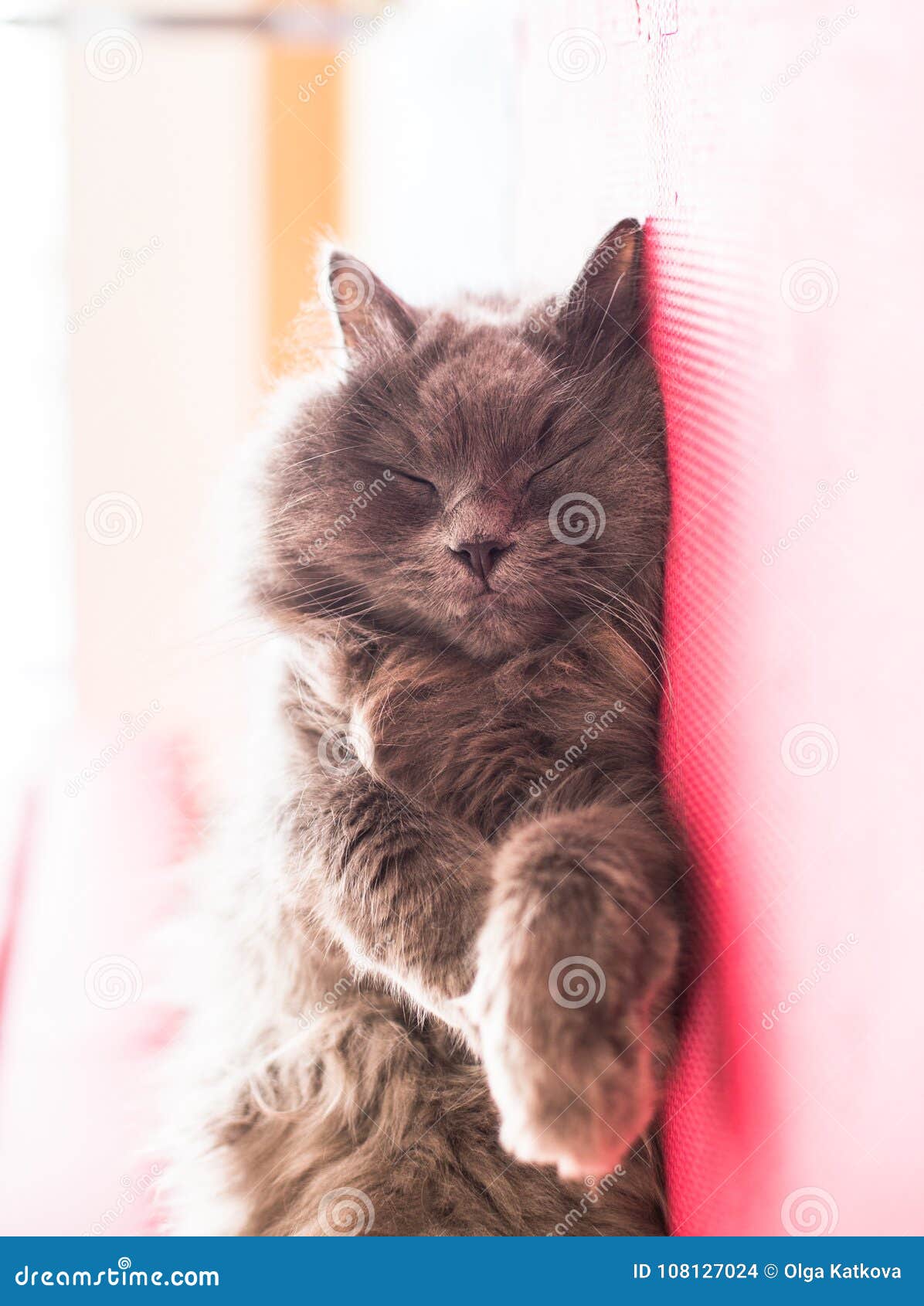 face of sleeping cute grey cat