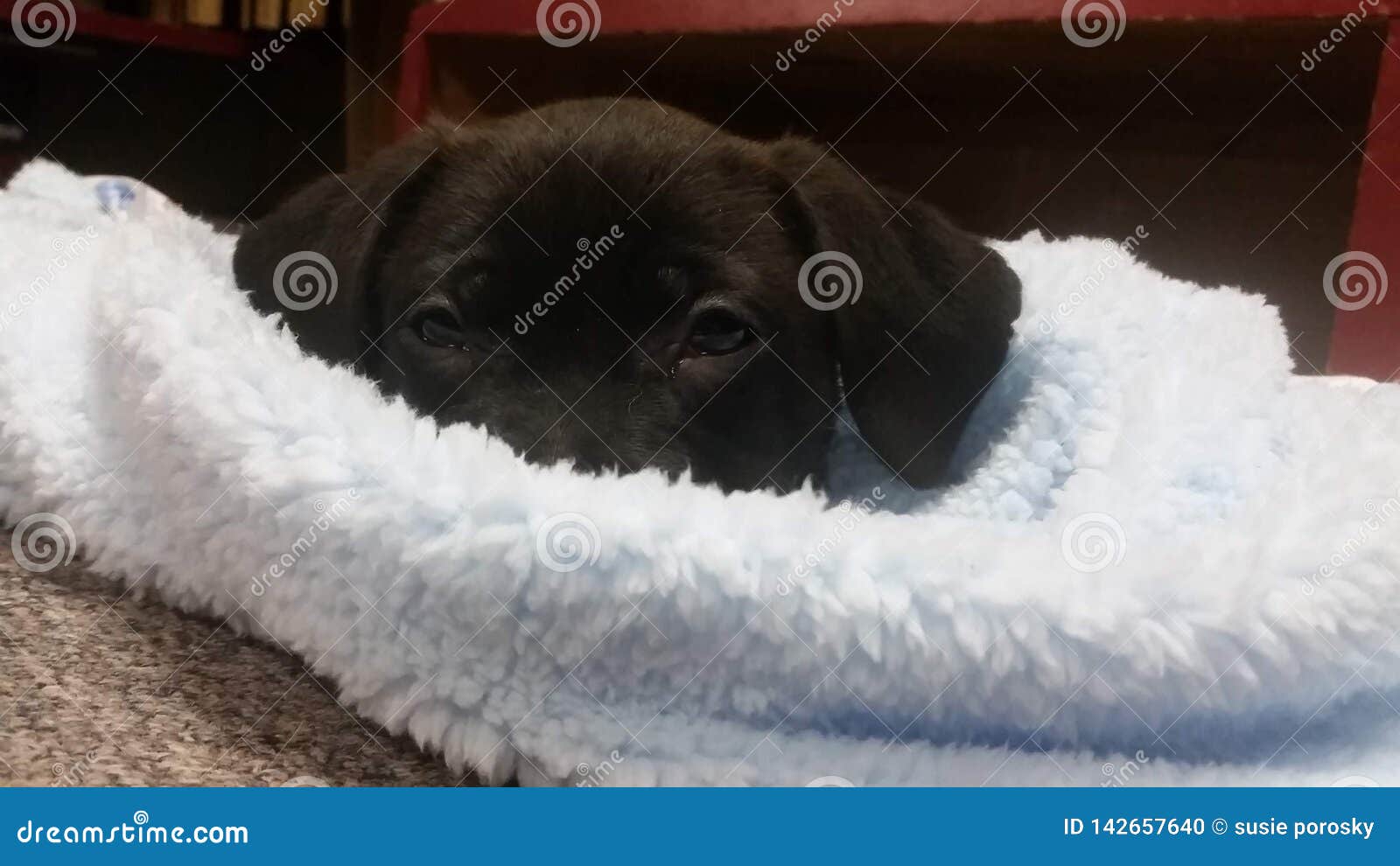 Nap Time stock photo. Image of cute, puppy, time, hiding 142657640