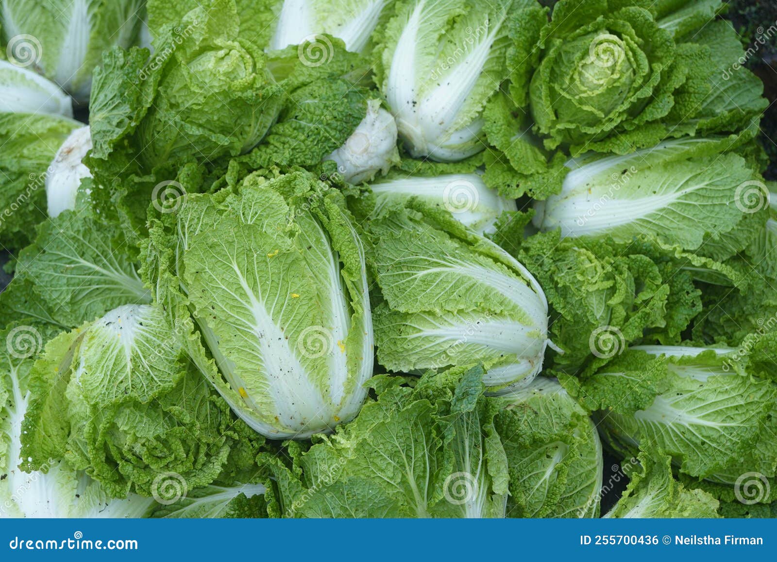 Napa cabbages harvest time stock photo. Image of place 255700436