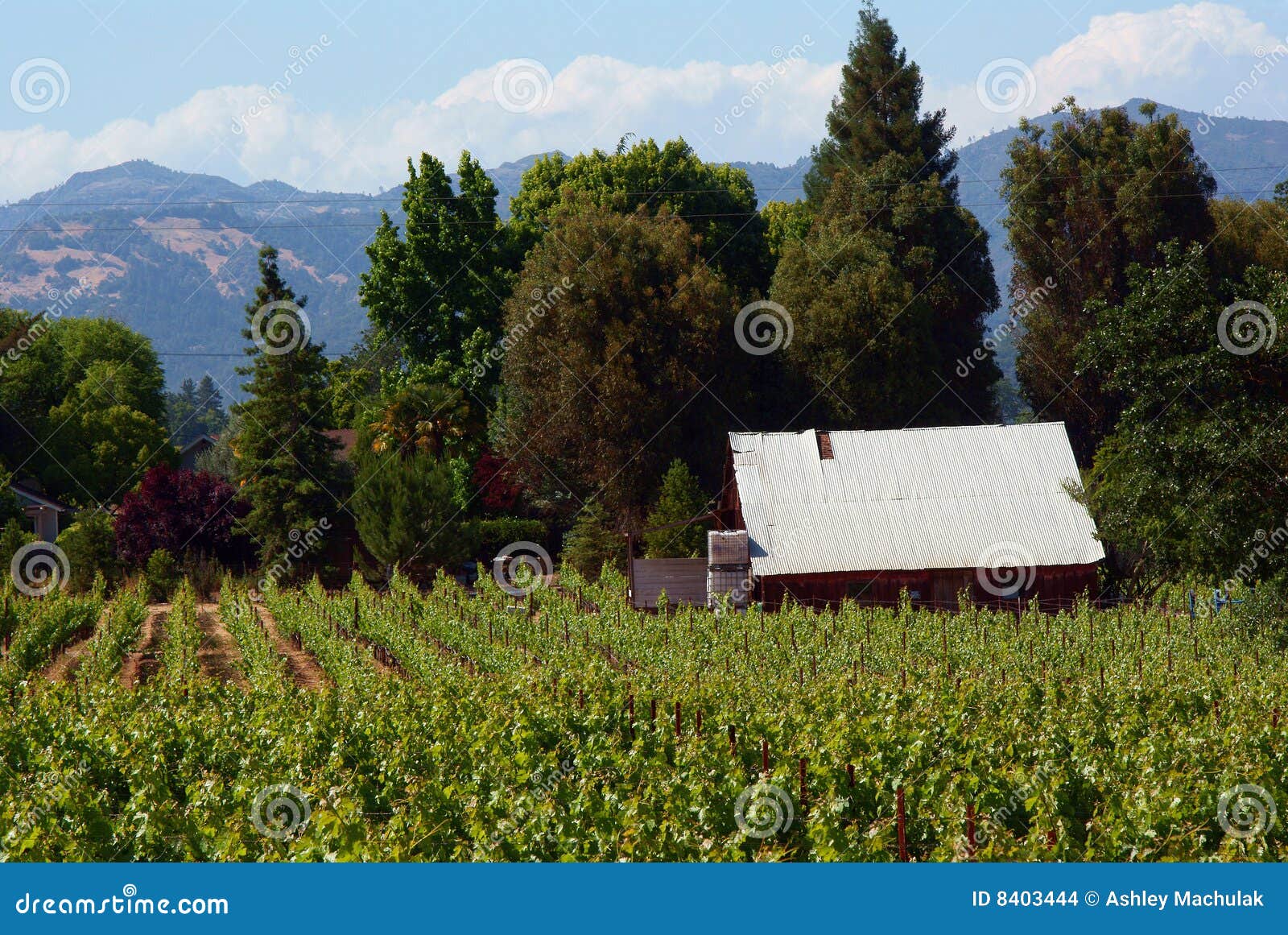 Napa Valley Farm stock photo. Image of agriculture, landscape 8403444