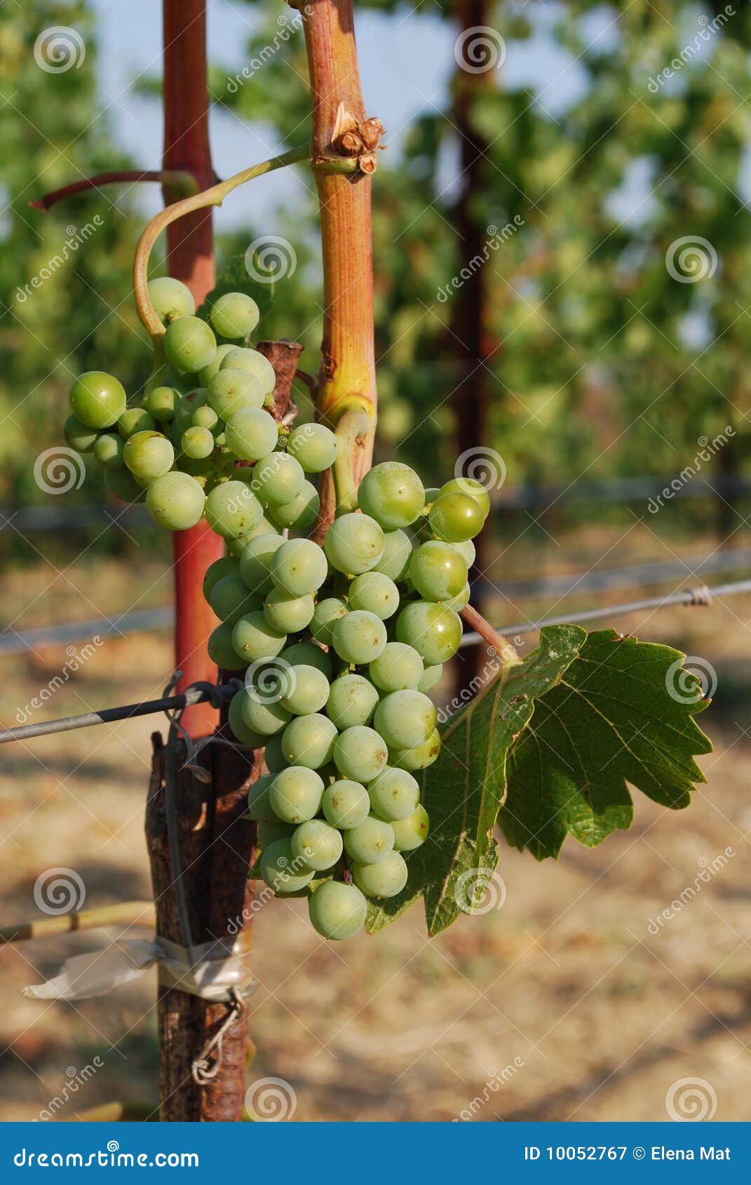 Napa valley grapes stock image. Image of snack, vineyard 10052767