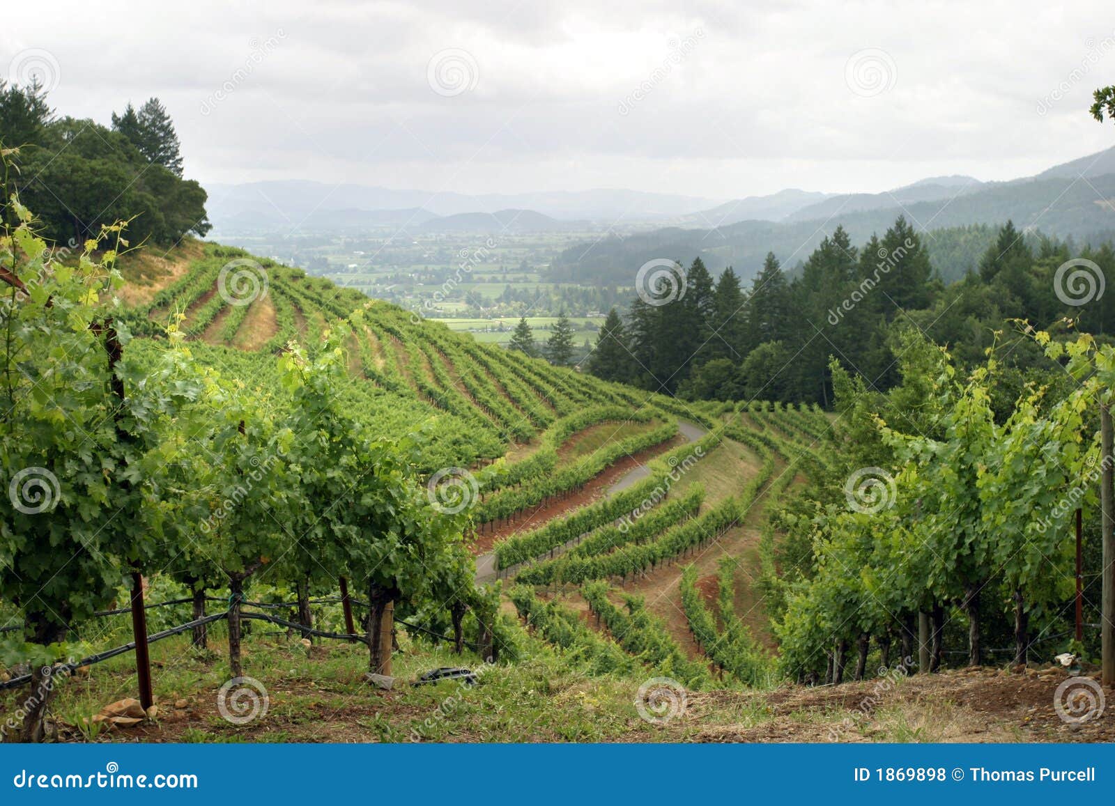 napa valley vineyard
