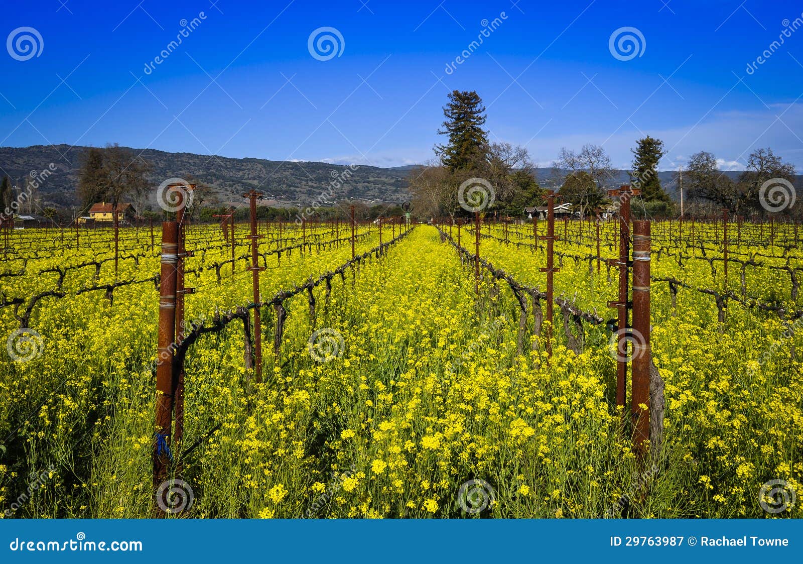 Napa Valley Vineyard stock image. Image of mustard, grapes 29763987