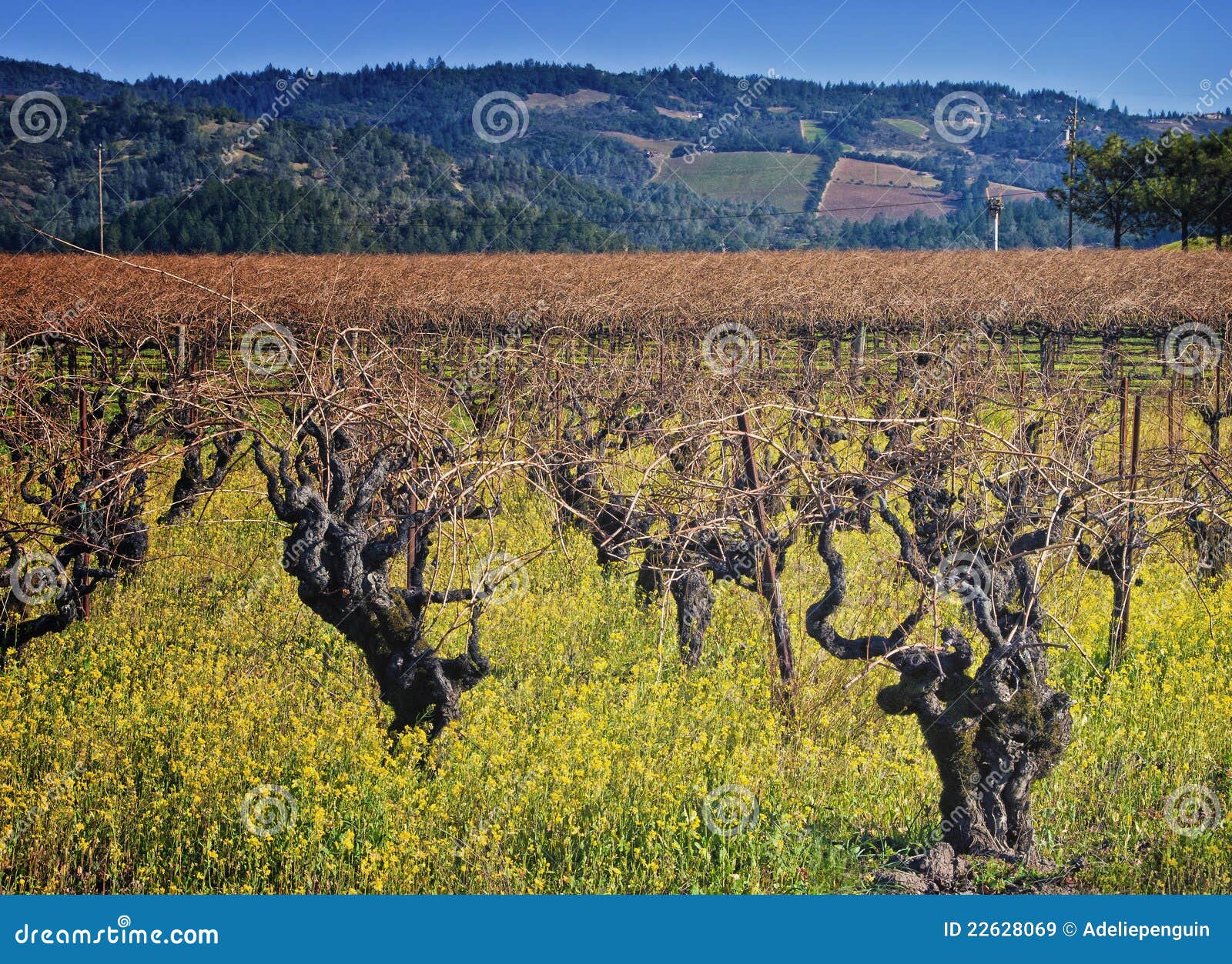 napa valley vineyard, wine country california