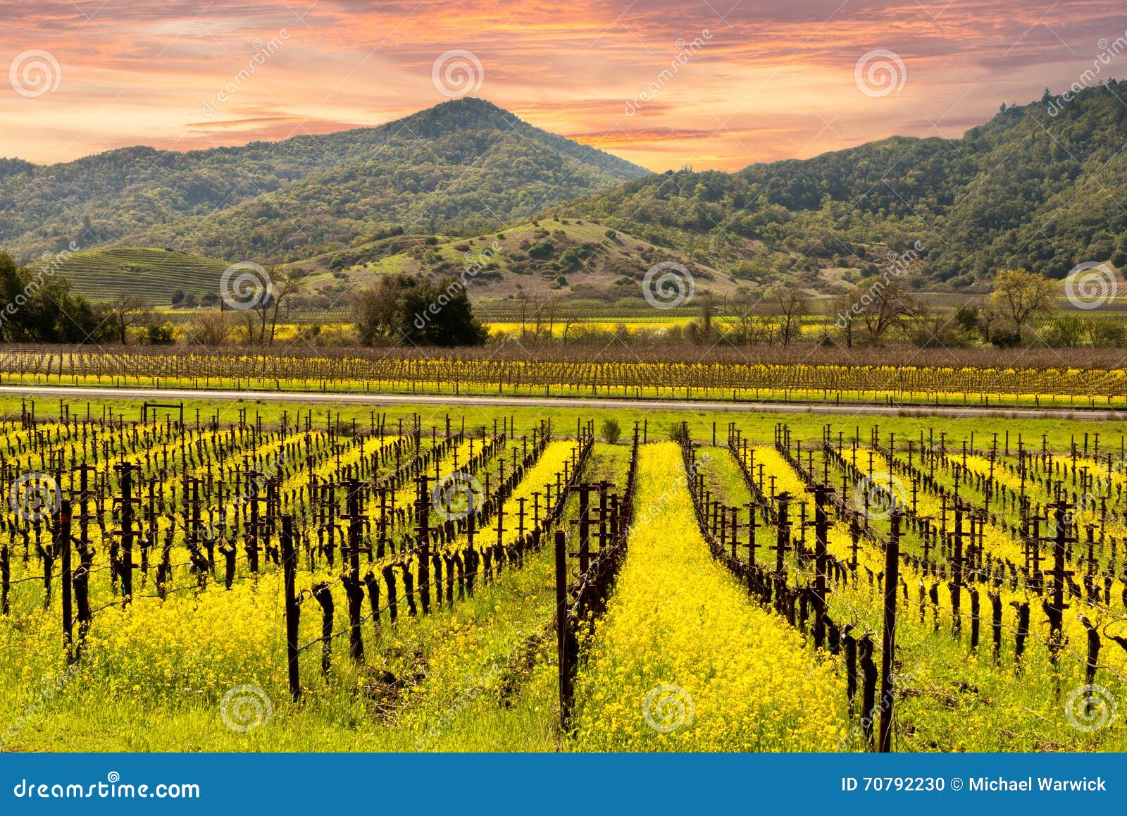 napa valley vineyards sunrise