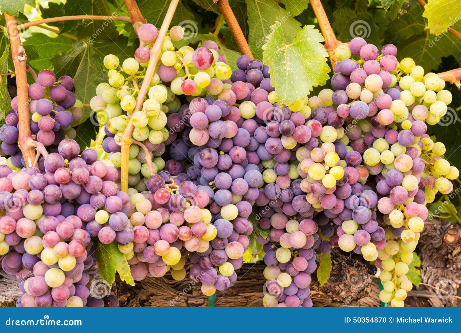 napa valley wine grape clusters ready for harvest