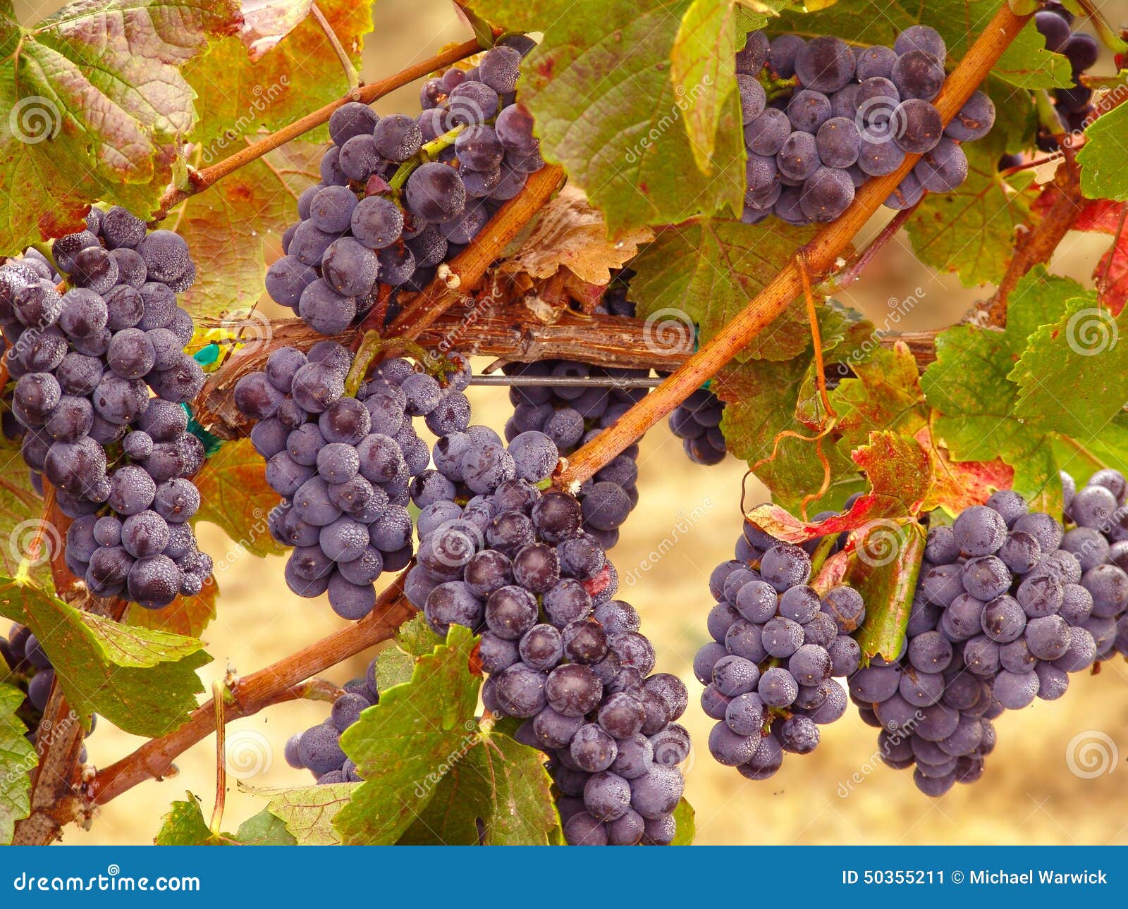 Napa Valley Wine Grapes on the Vine Ready for Harvest Stock Image
