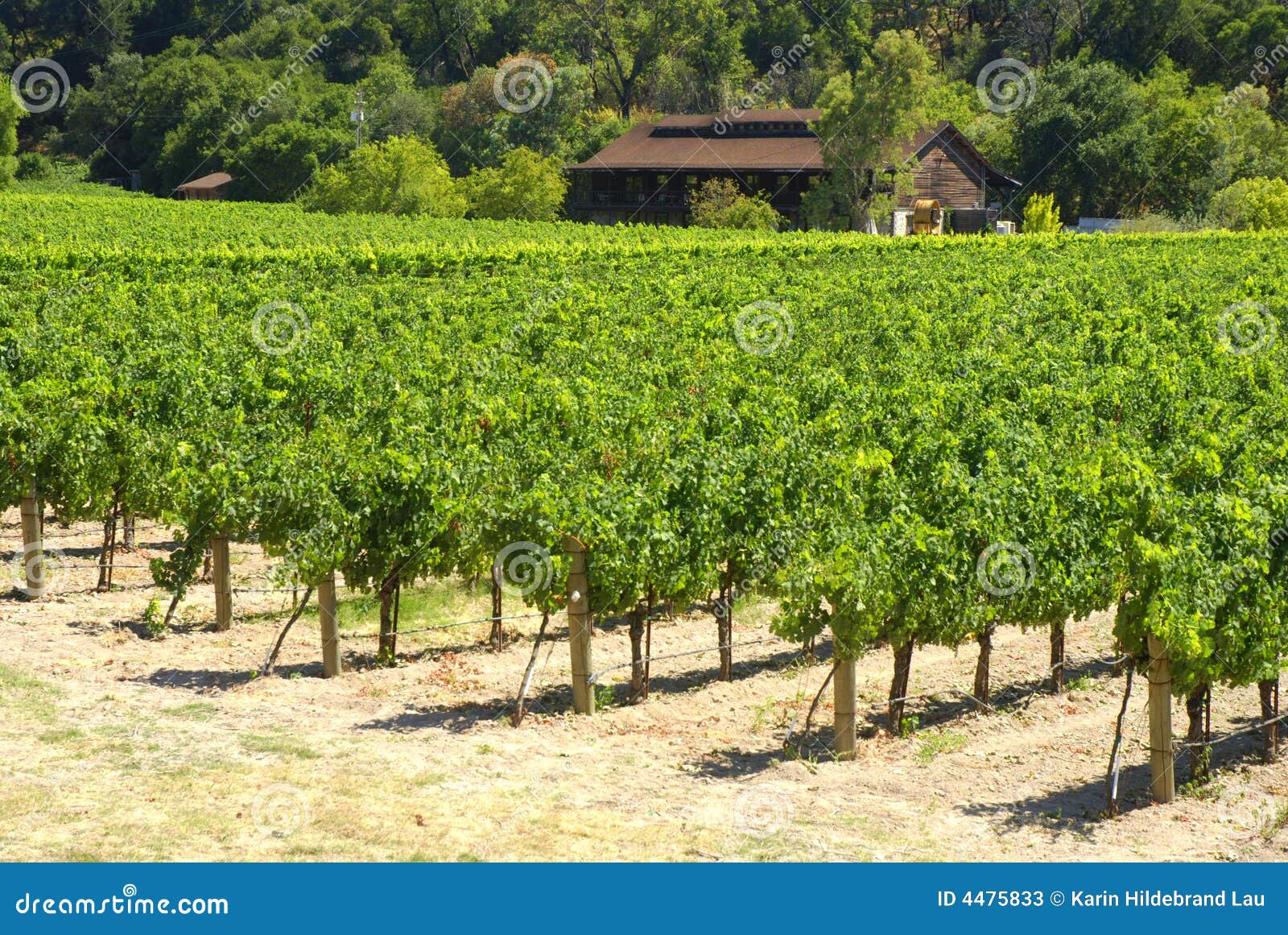Napa Vineyard stock image. Image of house, merlot, leaves 4475833