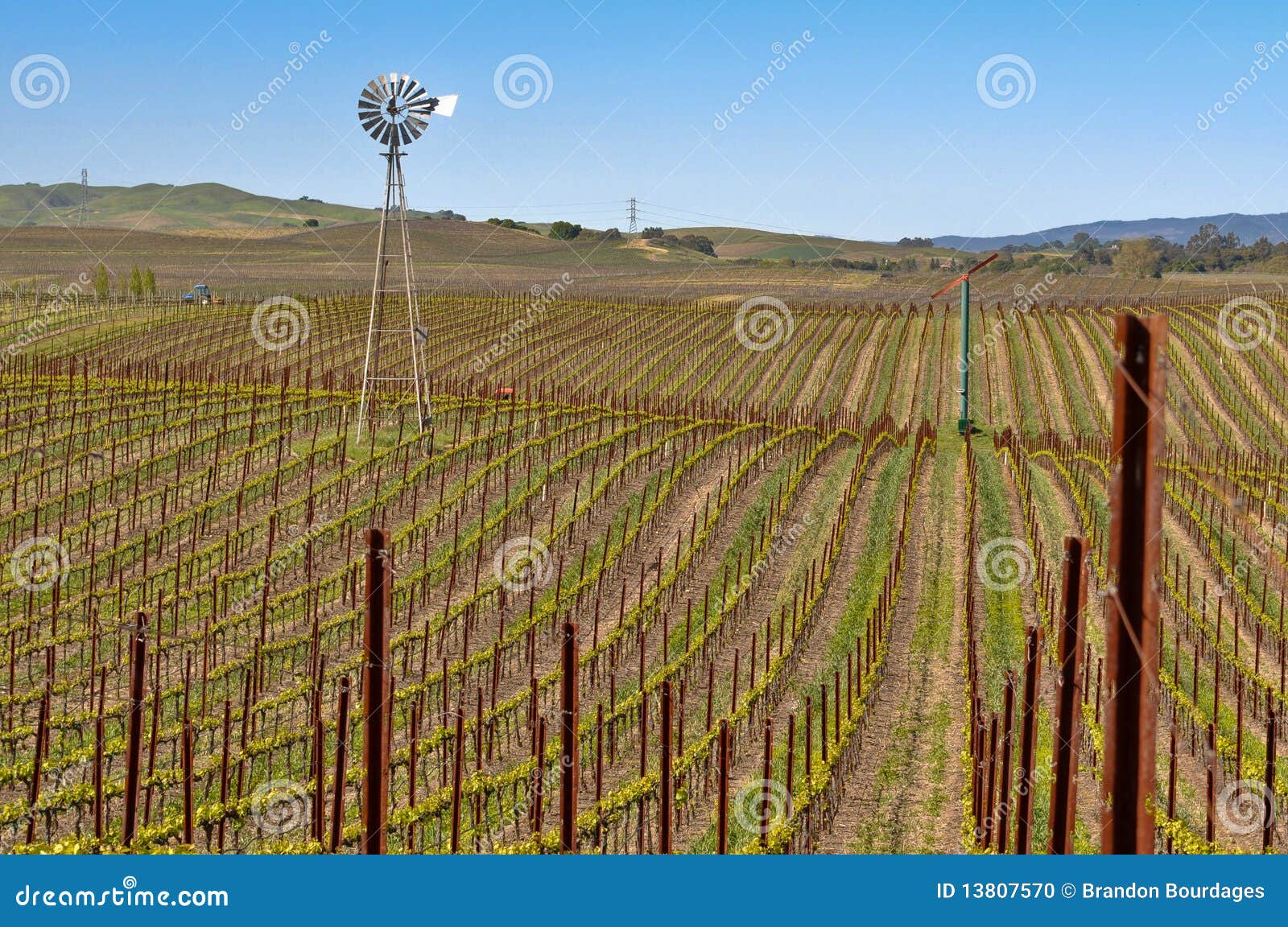Napa Vineyard with Windmill and Blue Sky Stock Photo Image of green