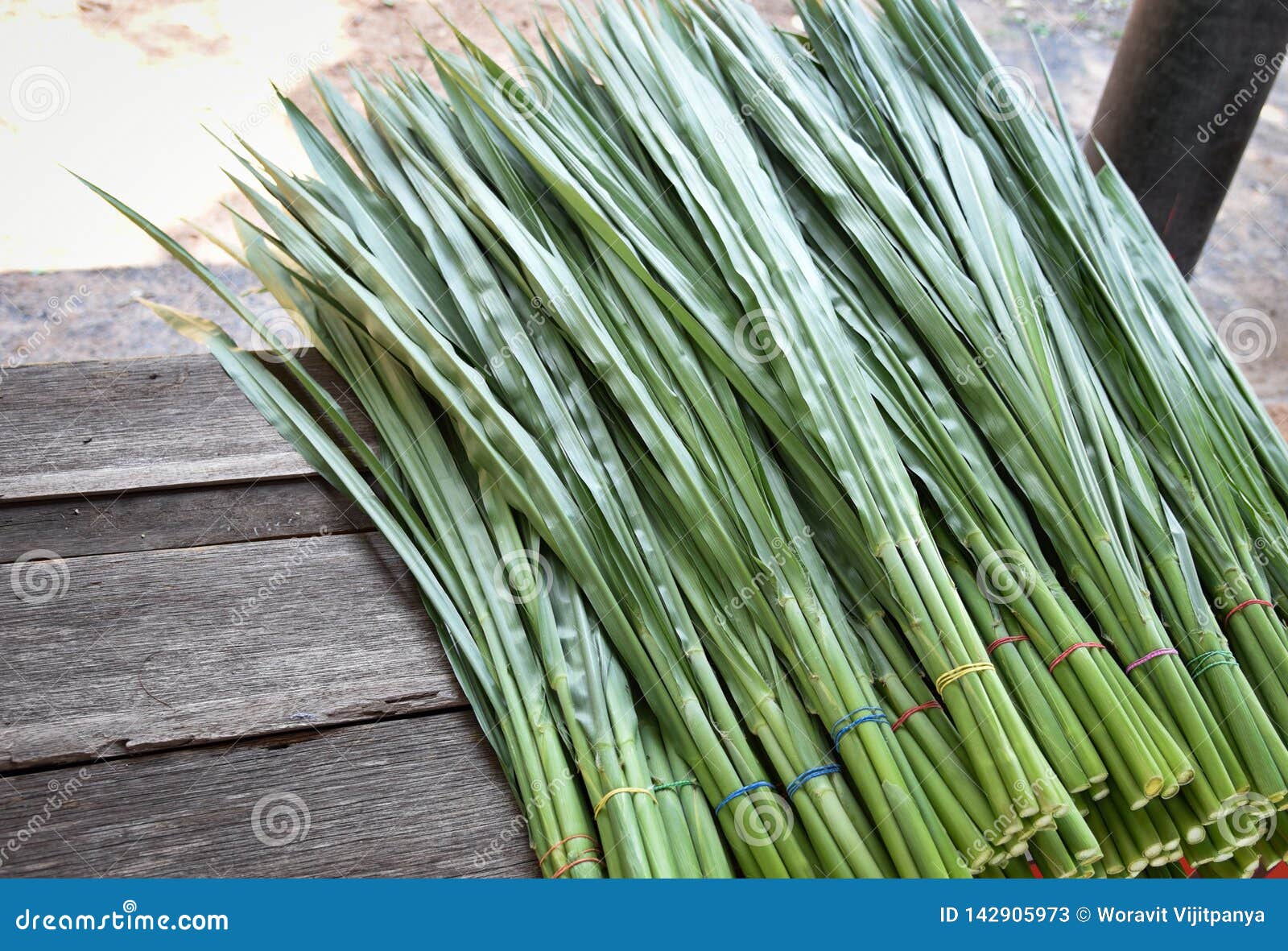Napier Grass stock image. Image of farmer, young, meadow 142905973