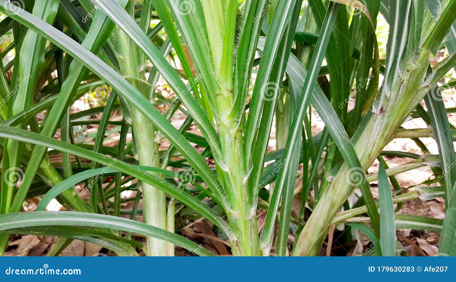 Elephant grass (Pennisetum purpureum)