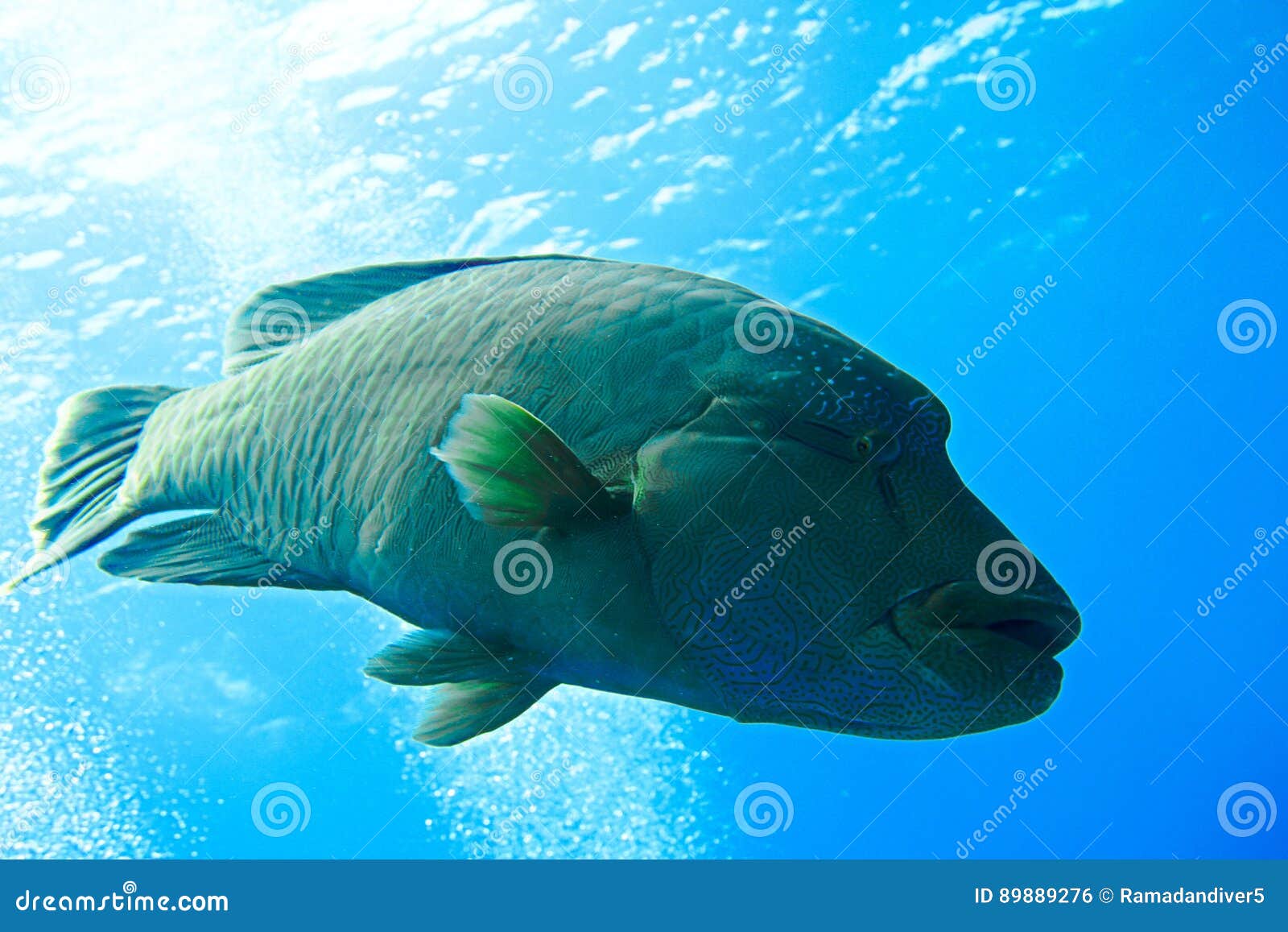 Napoleon Fish stock photo. Image of ocean, fish, wildlife - 89889276