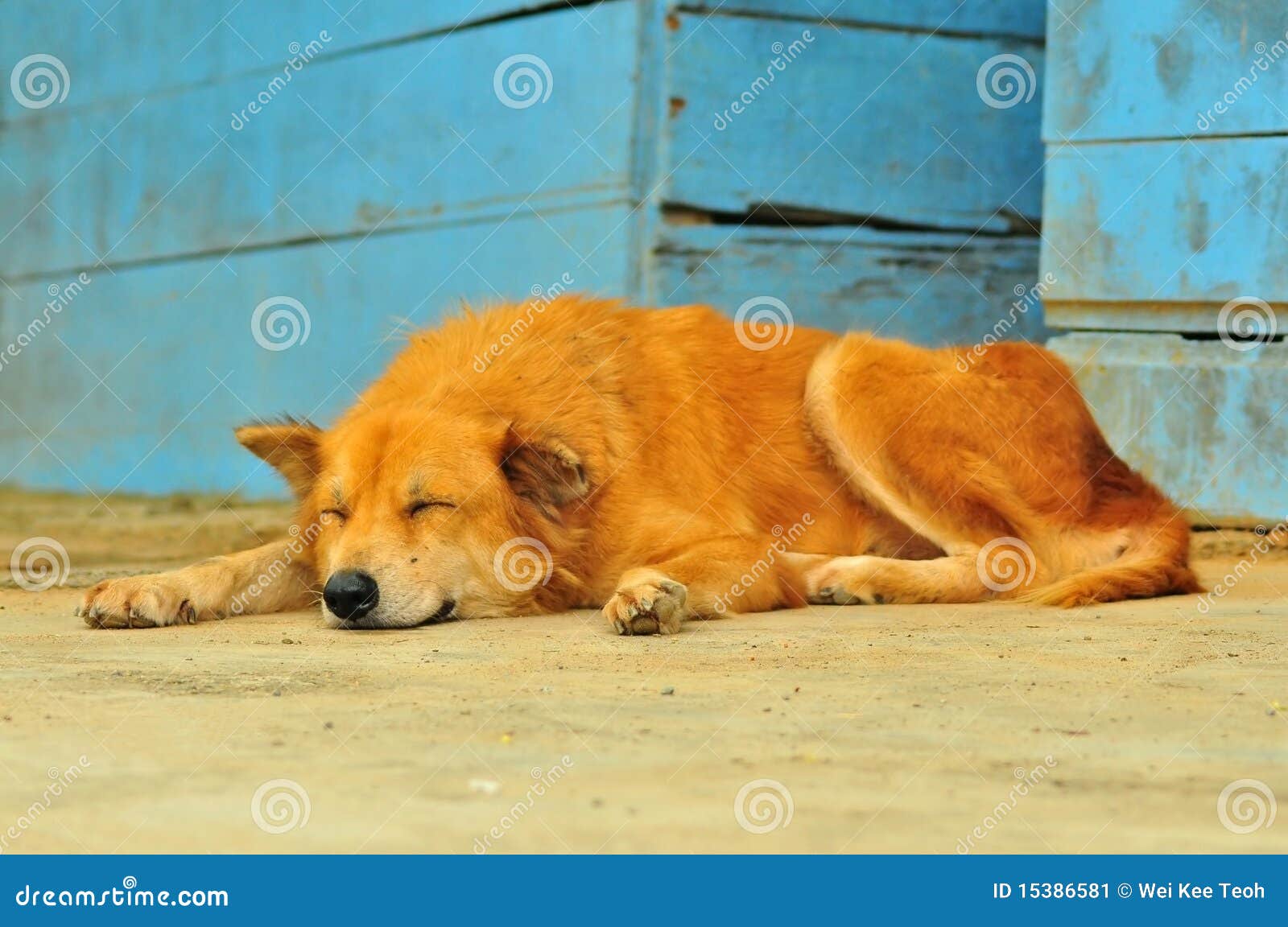 Napping dog stock image. Image of relaxed, relaxing, rest 15386581