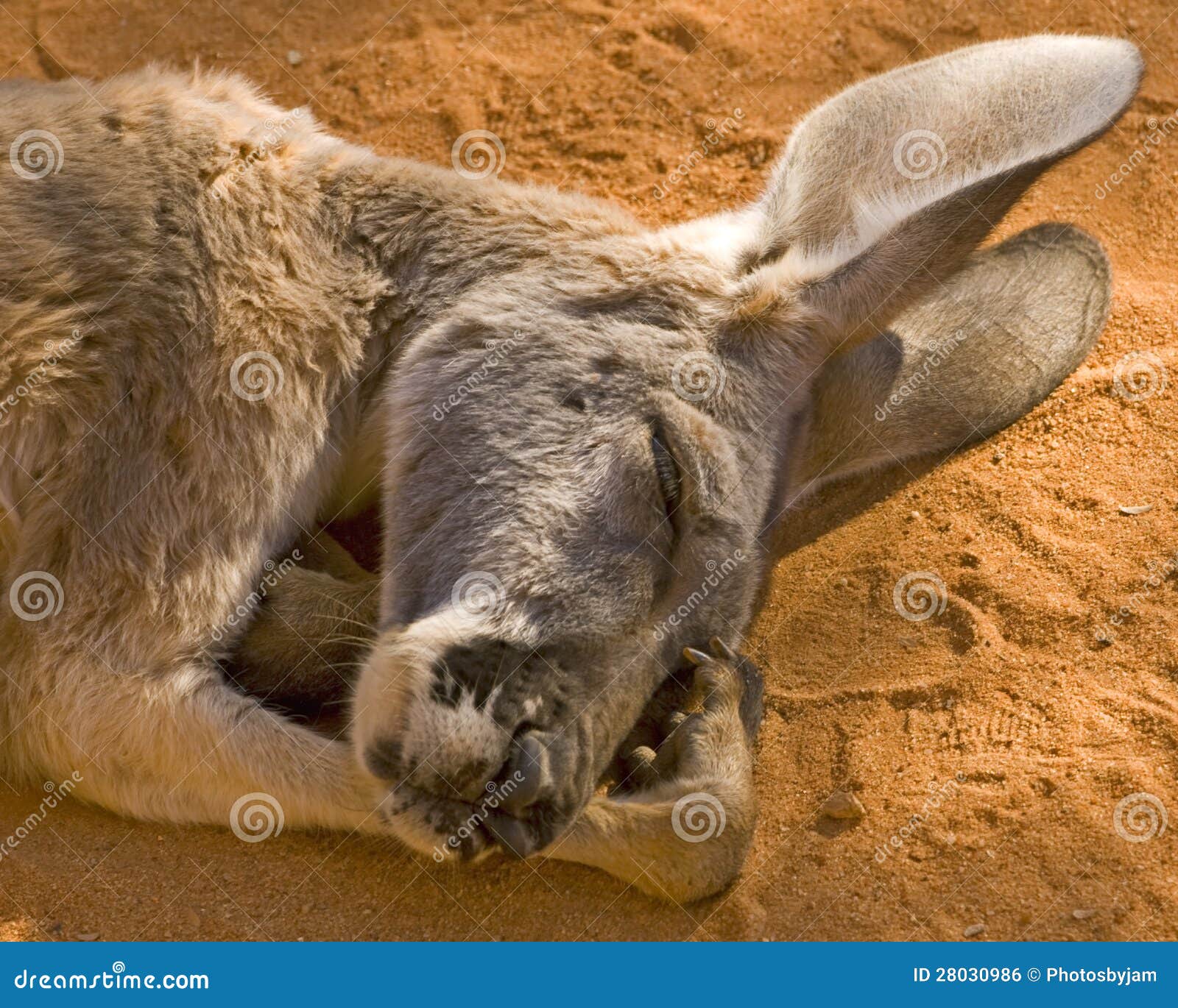 napping kangaroo