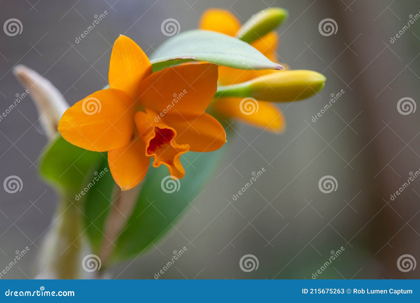 Naranja Cattleya Orquídea Guarianthe Aurantiaca Brotes Y Flor Imagen de  archivo - Imagen de flora, travieso: 215675263