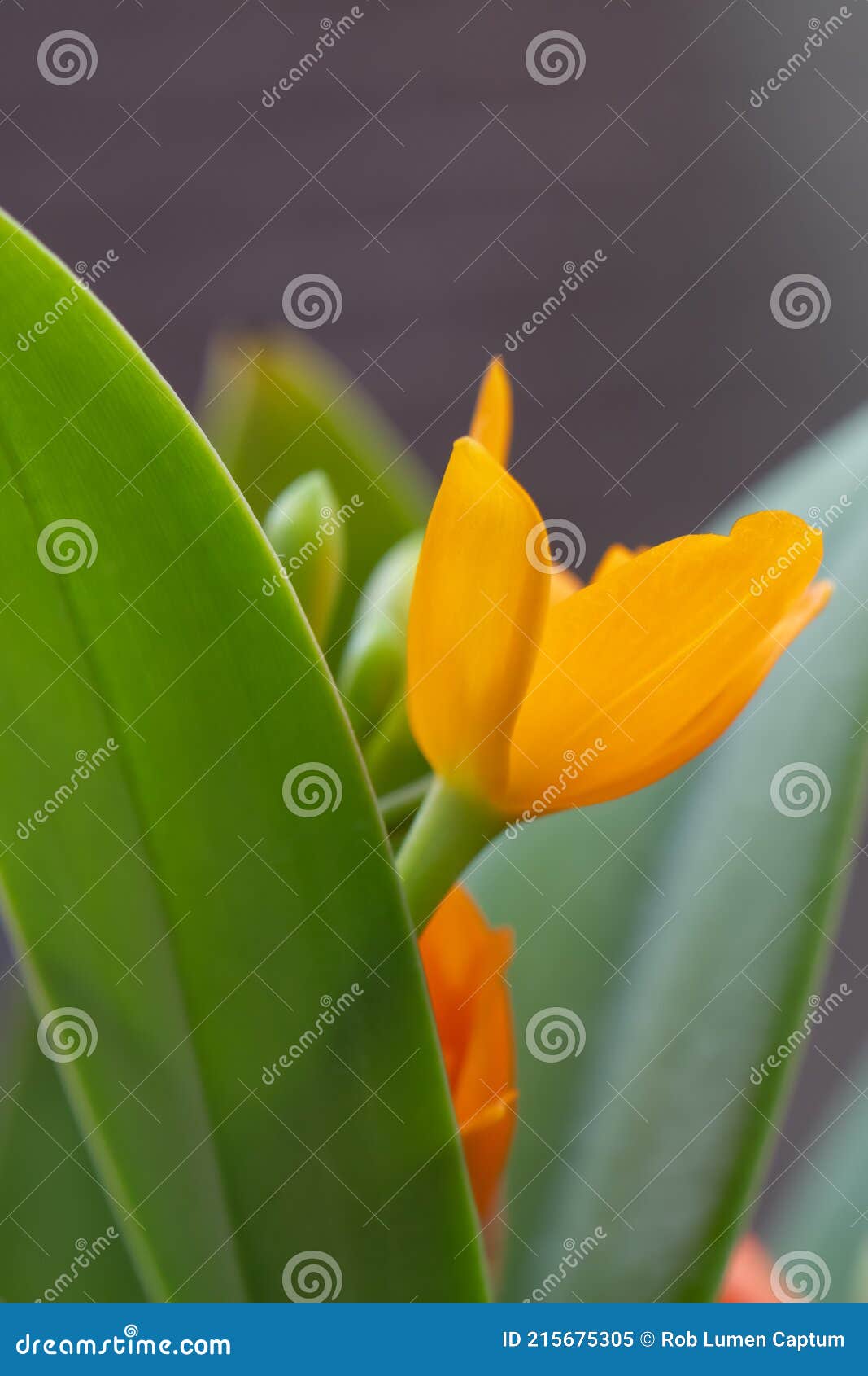 Naranja Cattleya Orquídea Guarianthe Aurantiaca Flores En Ciernes Imagen de  archivo - Imagen de cierre, amarillo: 215675305