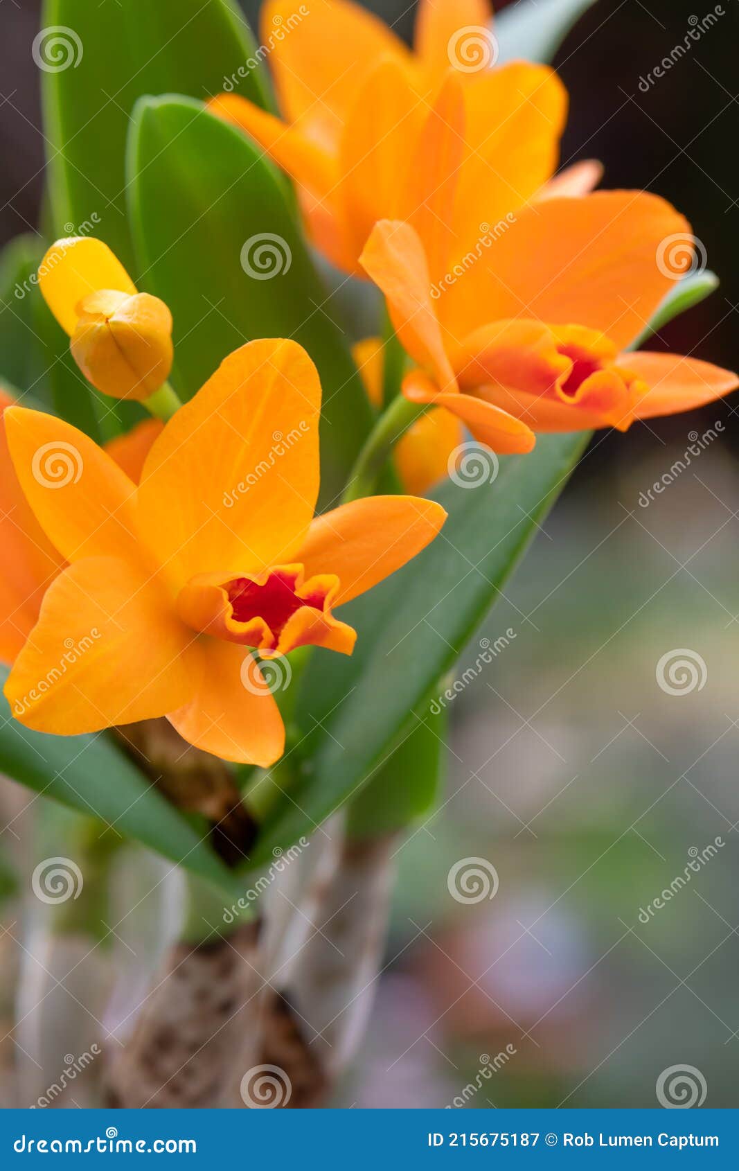 Naranja Cattleya Orquídea Guarianthe Aurantiaca Inflorescencia Imagen de  archivo - Imagen de inflorescencia, planta: 215675187