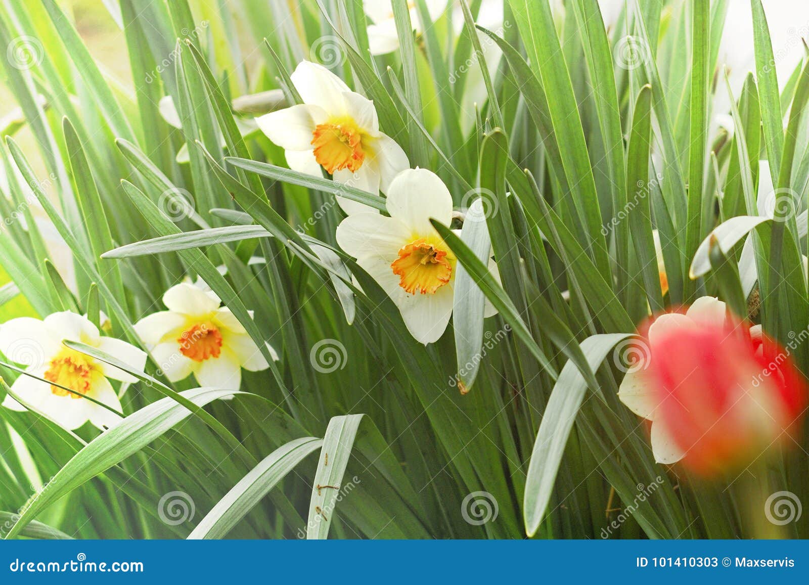 Narcis Stock Image Image Of Plant Freshness Petal 101410303