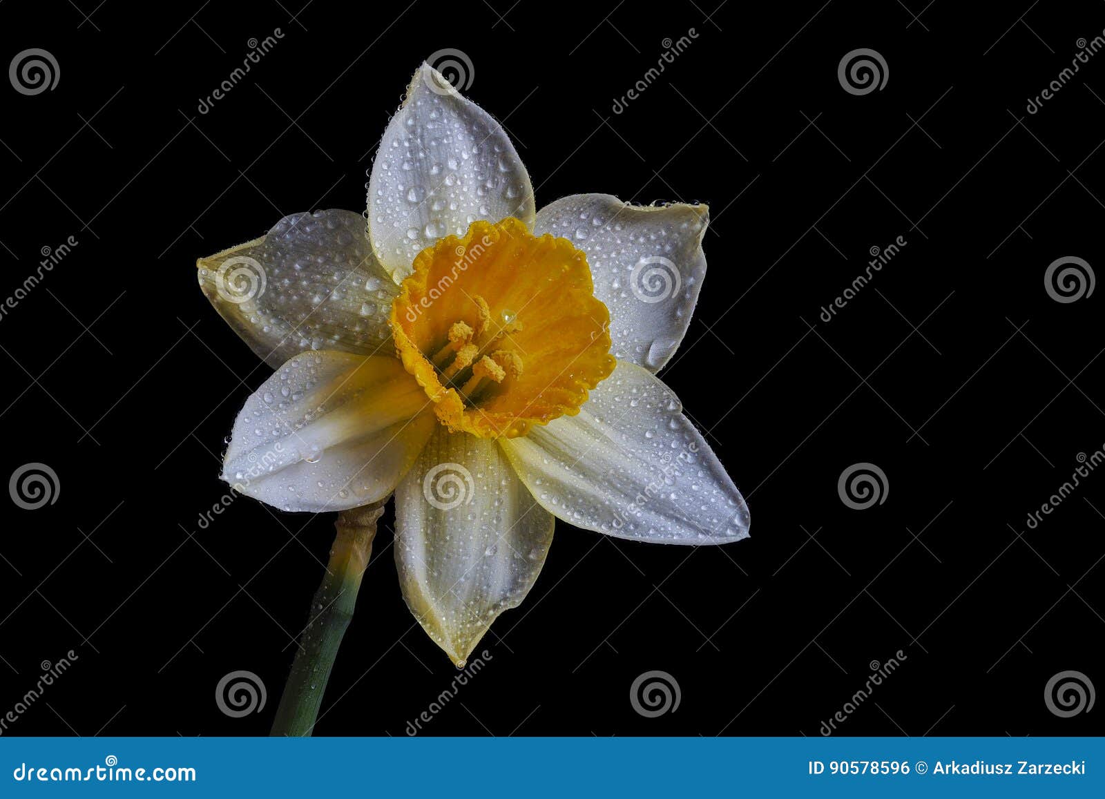 Narciso aislado en fondo negro. Junquillo aislado en fondo negro