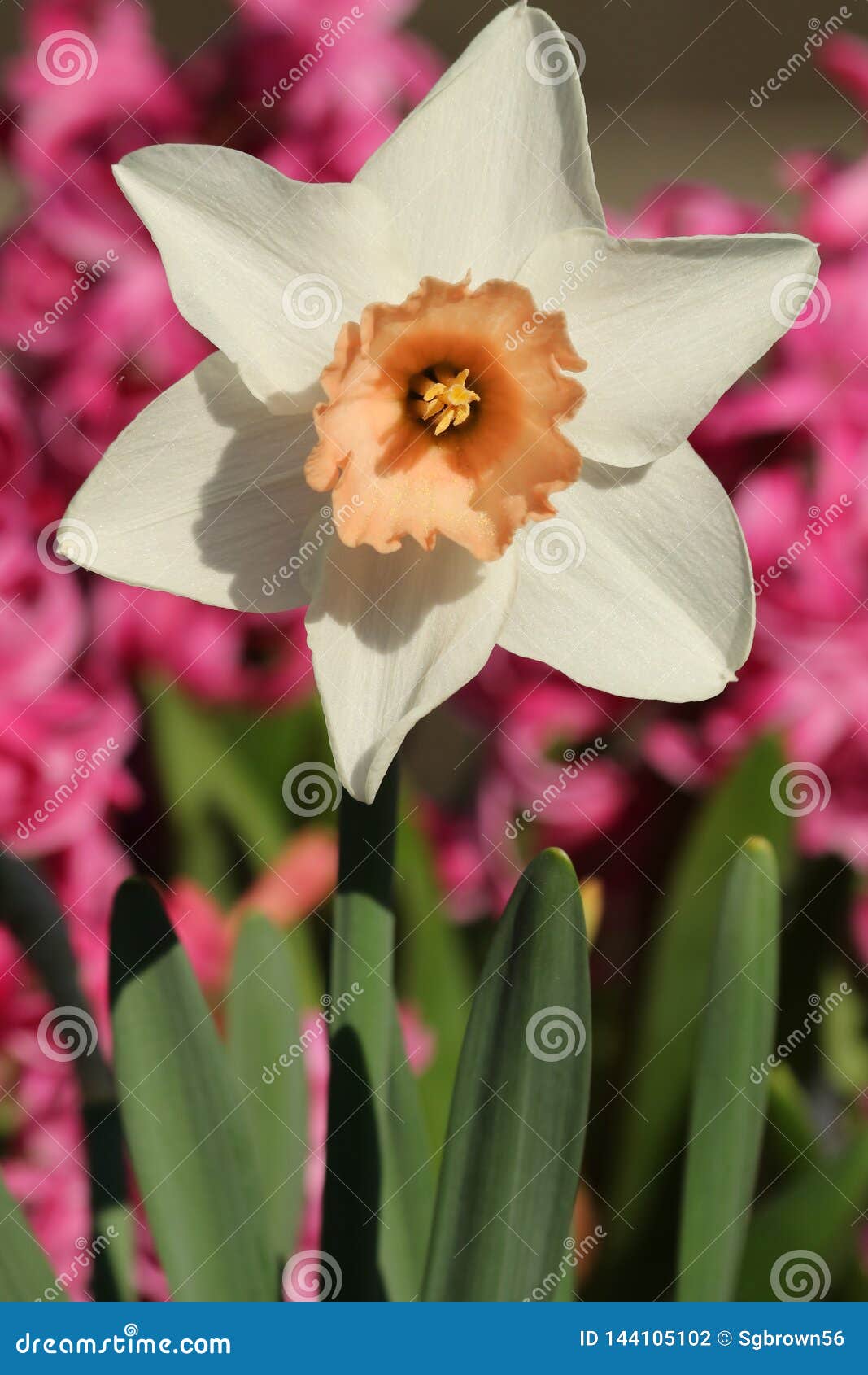 Narciso Amarelo Branco Com O Jacinto Cor-de-rosa No Fundo Foto de Stock -  Imagem de mola, nave: 144105102