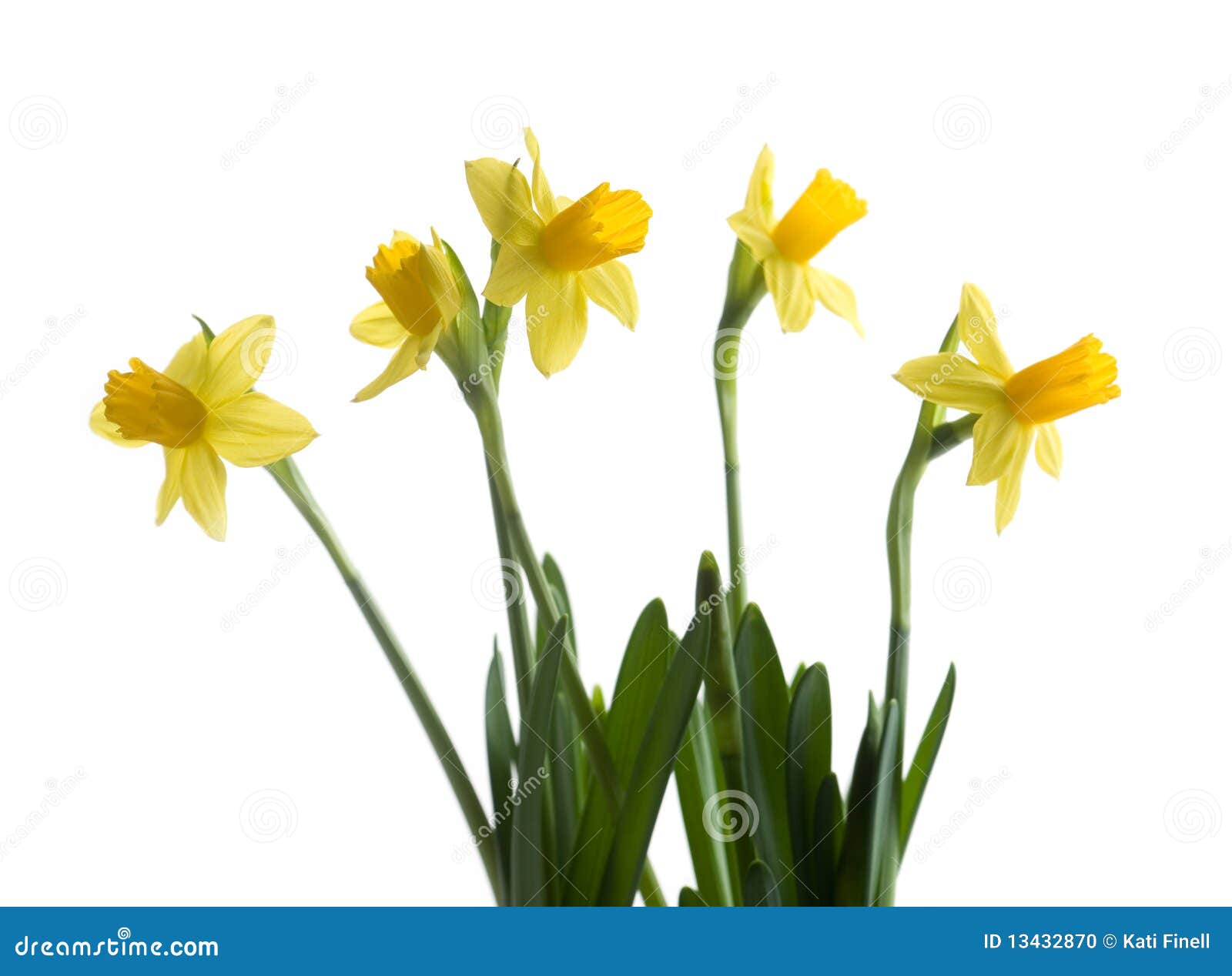 Narciso giallo luminoso isolato su priorità bassa bianca