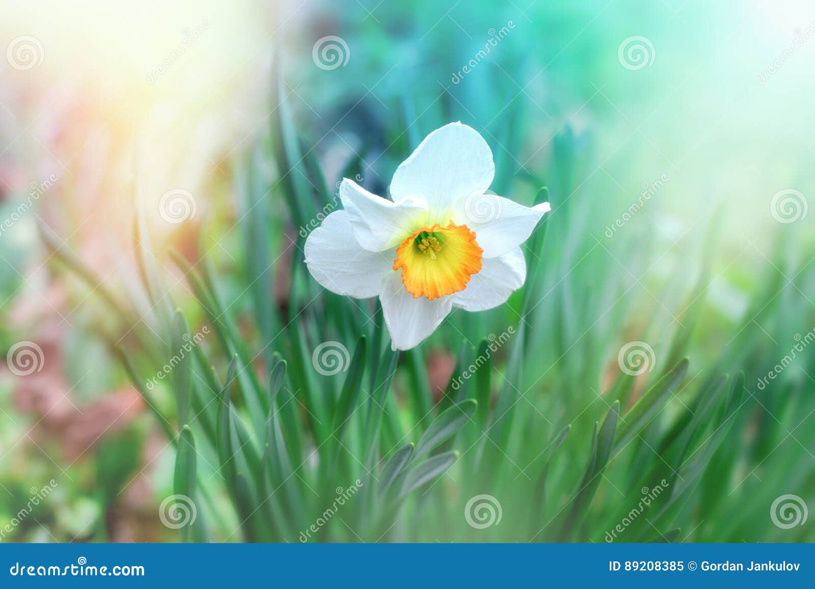 Narcisos De La Flor, Flor Del Narciso En Jardín De Flores Imagen de archivo - Imagen de colorido, estacional: 89208385 Narcisos De La Flor, Flor Del Narciso En Jardín De Flores Imagen de archivo - Imagen de colorido, estacional: 89208385