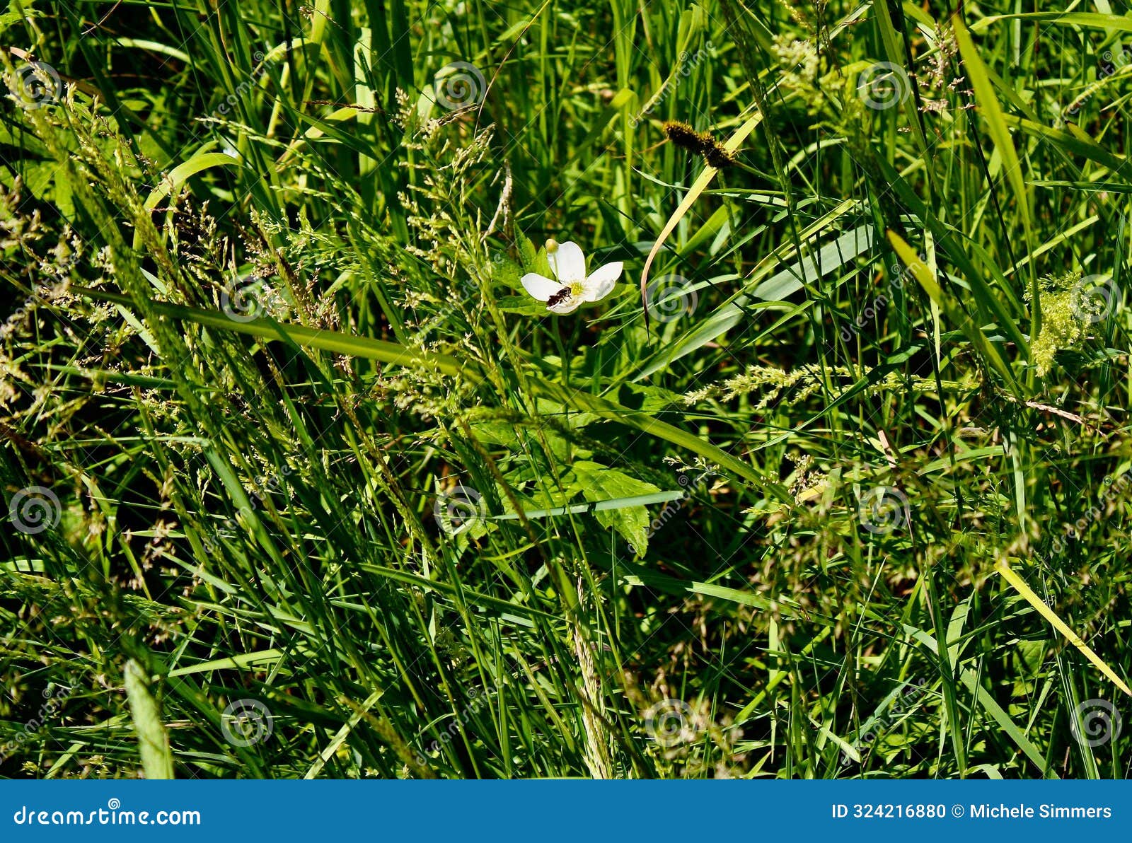 narcissanemoner growing among the thick meadow grasses at a nature preserve in new york