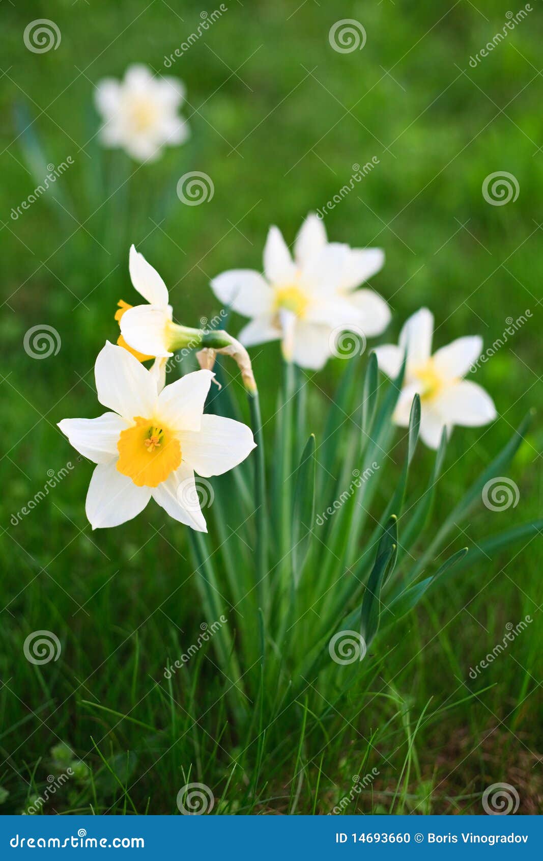 Narcisse blanc sur l'herbe dans un jardin