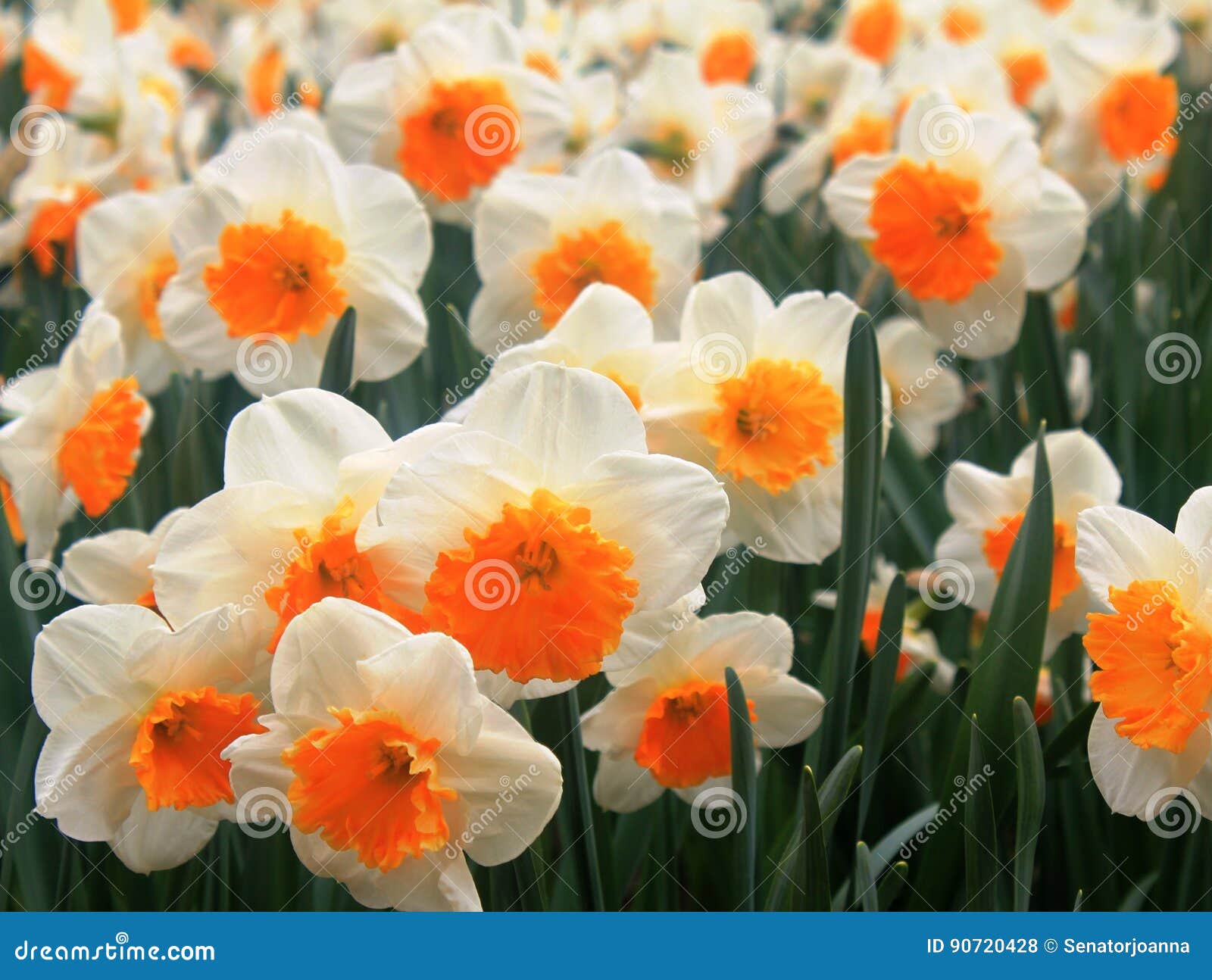 Narcisse Blanc Et Orange Dans Un Printemps Photo stock - Image du  jardinage, lame: 90720428