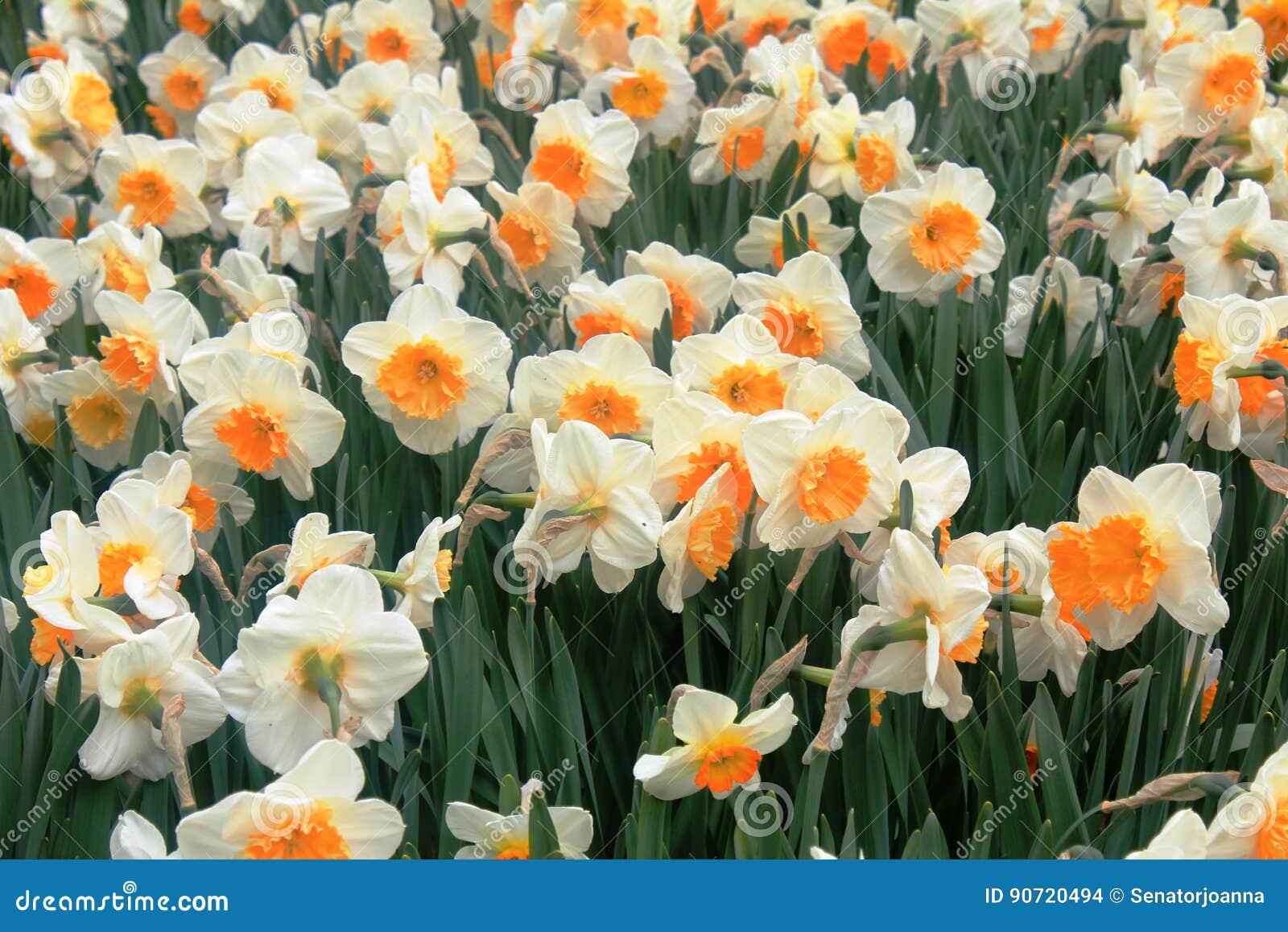Narcisse Blanc Et Orange Dans Un Printemps Photo stock - Image du jonquilles,  fond: 90720494
