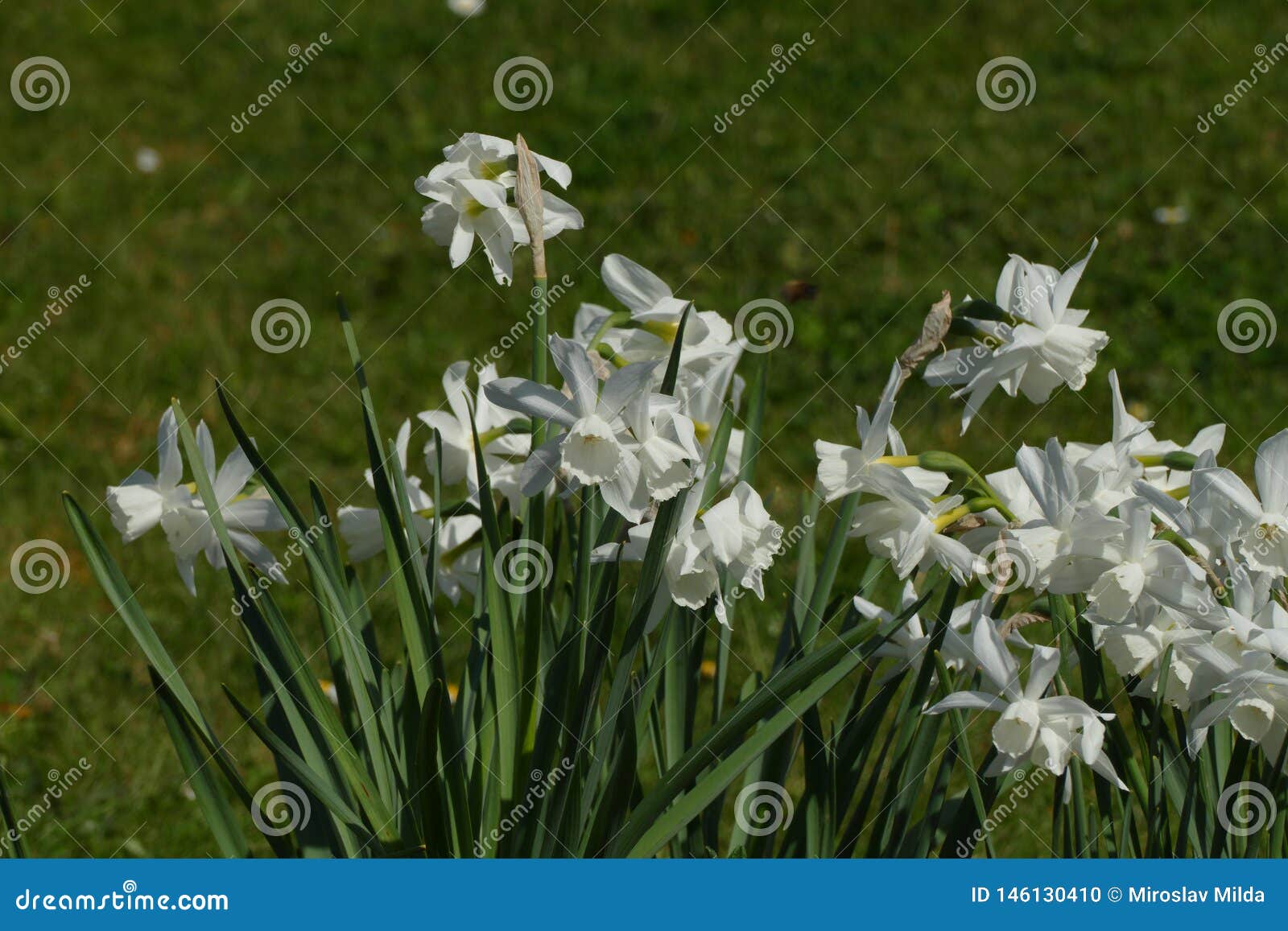 Narcisse blanc sauvage photo stock. Image du faune, botanique - 146130410