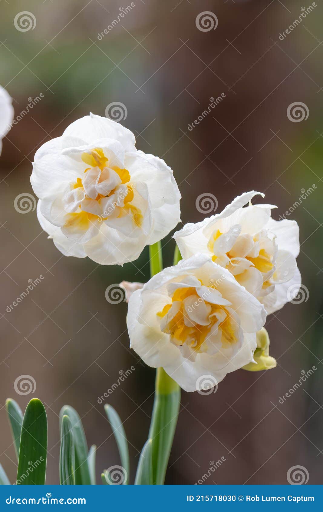 Narcisse Cultivar Daffodil Double étoile Closeup Fleurs Photo stock - Image  du centrale, rempli: 215718030