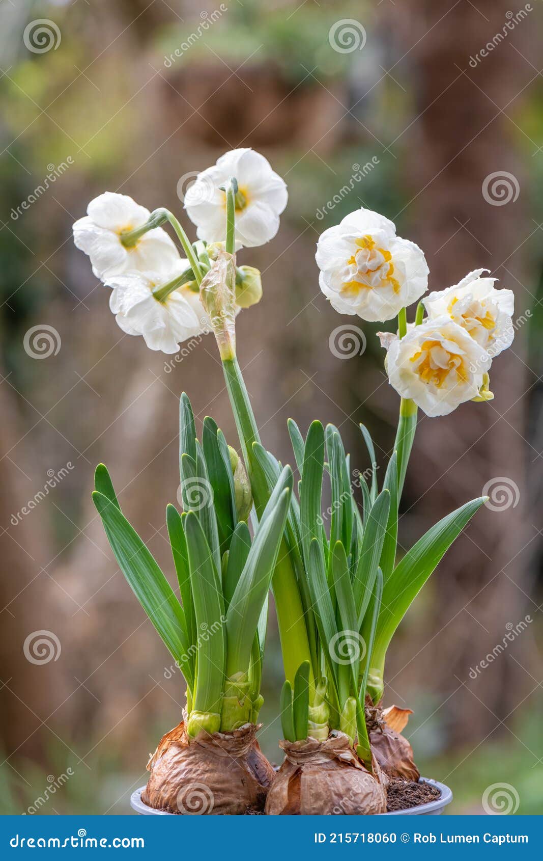 Narcisse Cultivar Daffodile Double étoile Plante à Fleurs Photo stock -  Image du amaryllis, barre: 215718060