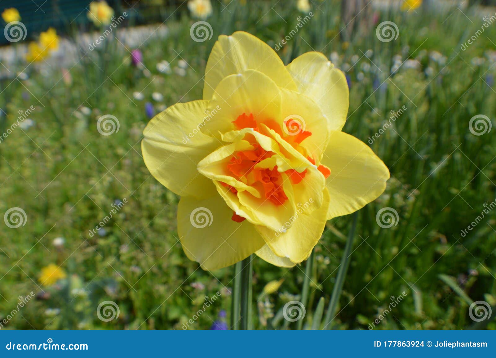 Narcisse De Tahiti En Jaune Et Orange Photo stock - Image du abeille,  jonquille: 177863924