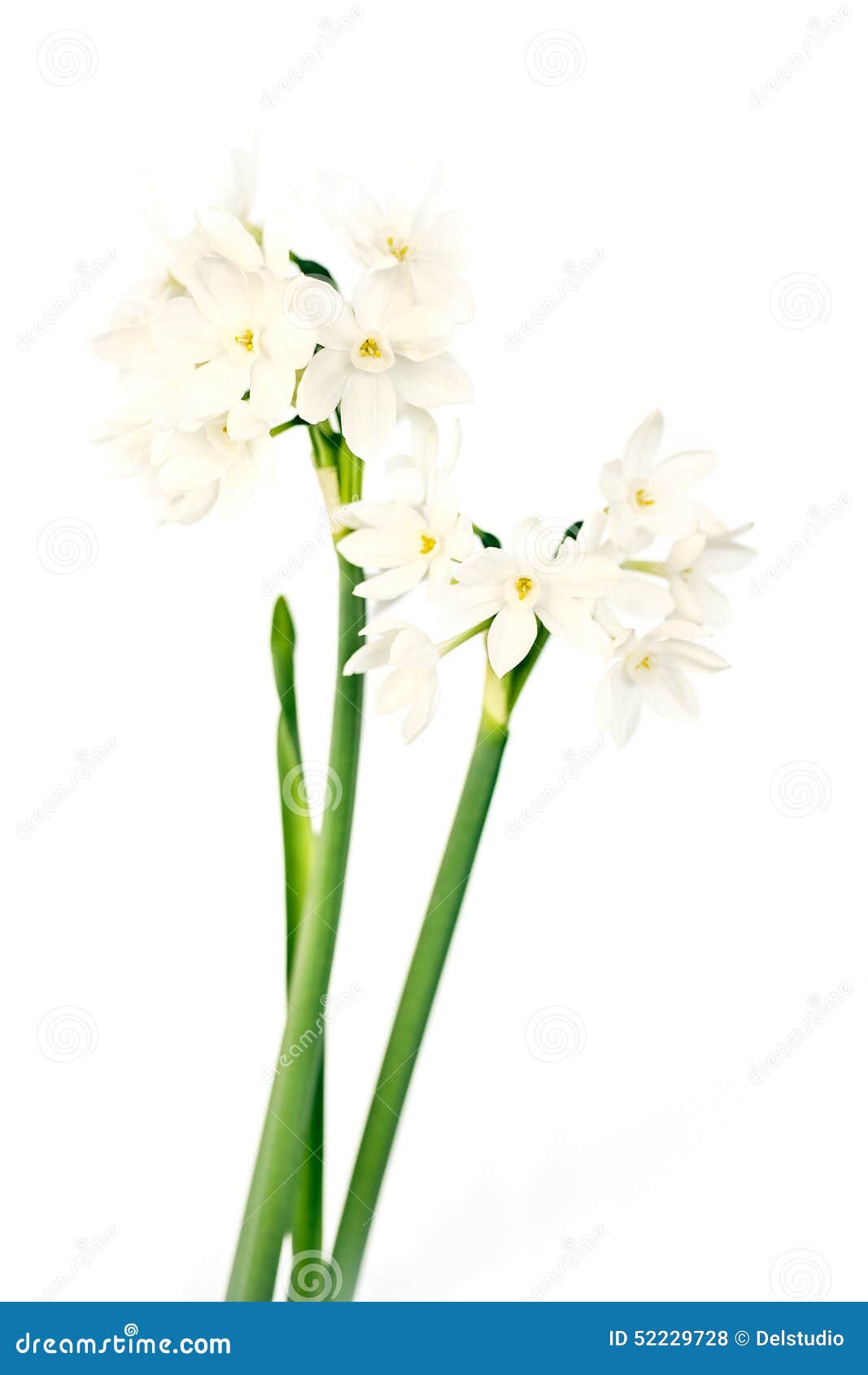 Narcisse Sauvage Blanc Sur Le Blanc Photo stock - Image du fleur, floral:  52229728